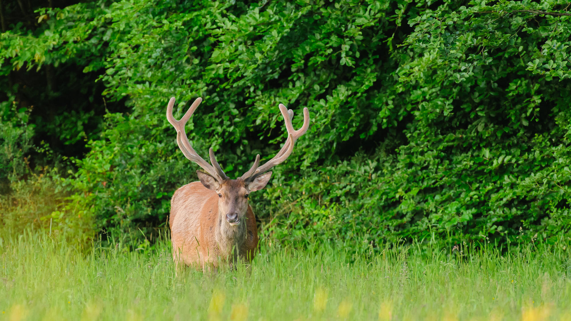 Nikon AF-S Nikkor 500mm F4D ED-IF II sample photo. Deer in spring photography