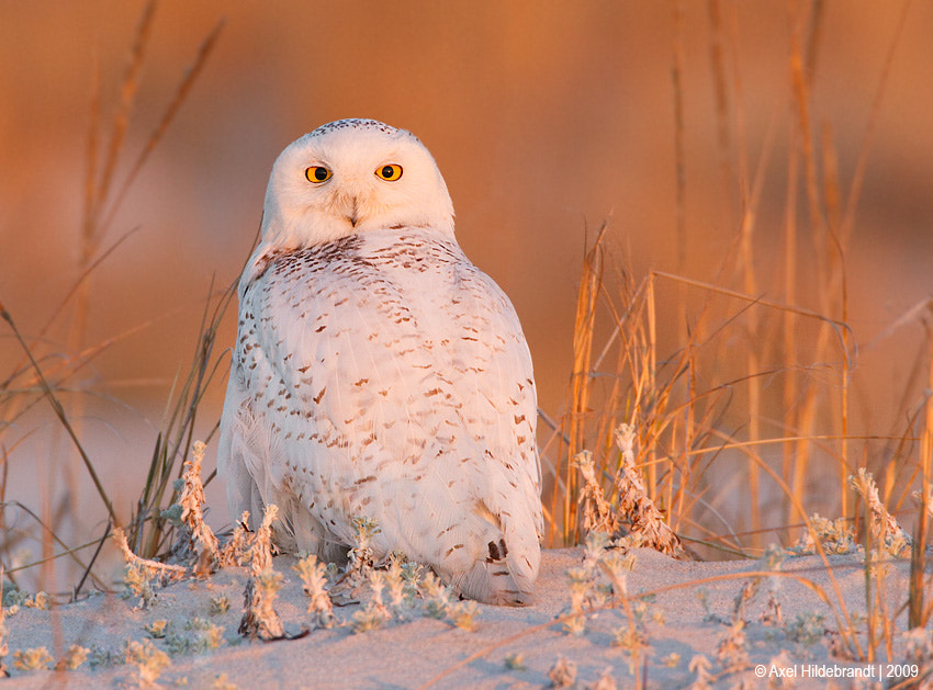 Canon EOS-1D Mark III + Canon EF 500mm F4L IS USM sample photo. Snowy owl at first light photography