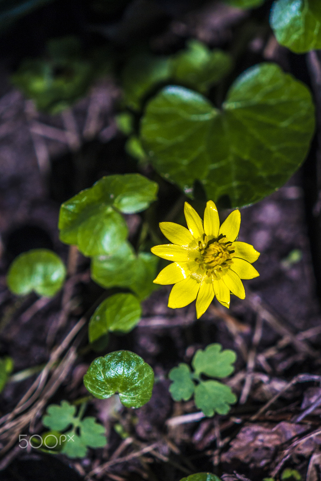 Nikon 1 V1 sample photo. Harbinger of spring photography