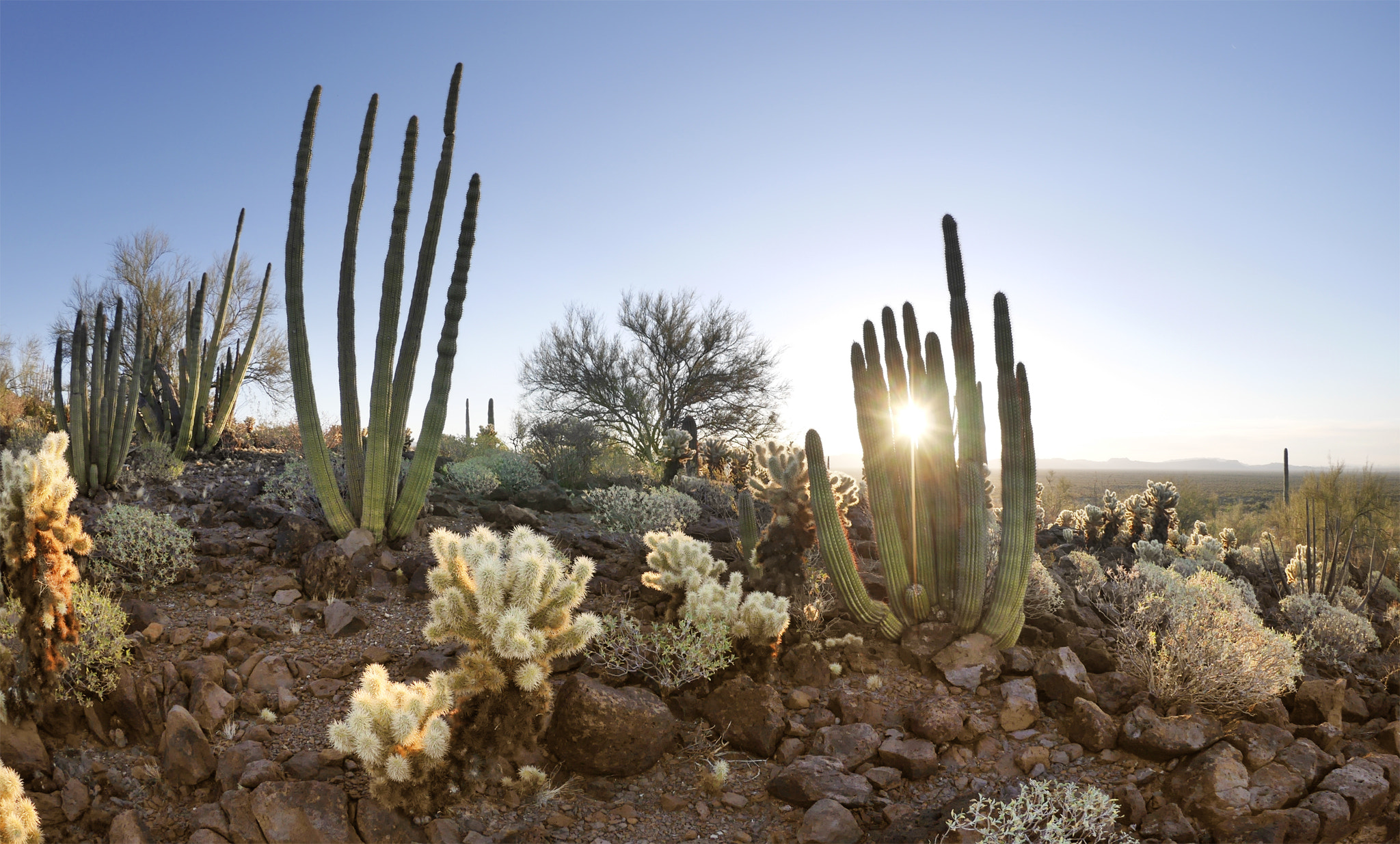 Panasonic Lumix DMC-GM5 + LUMIX G FISHEYE 8/F3.5 sample photo. Organ pipe cactus photography