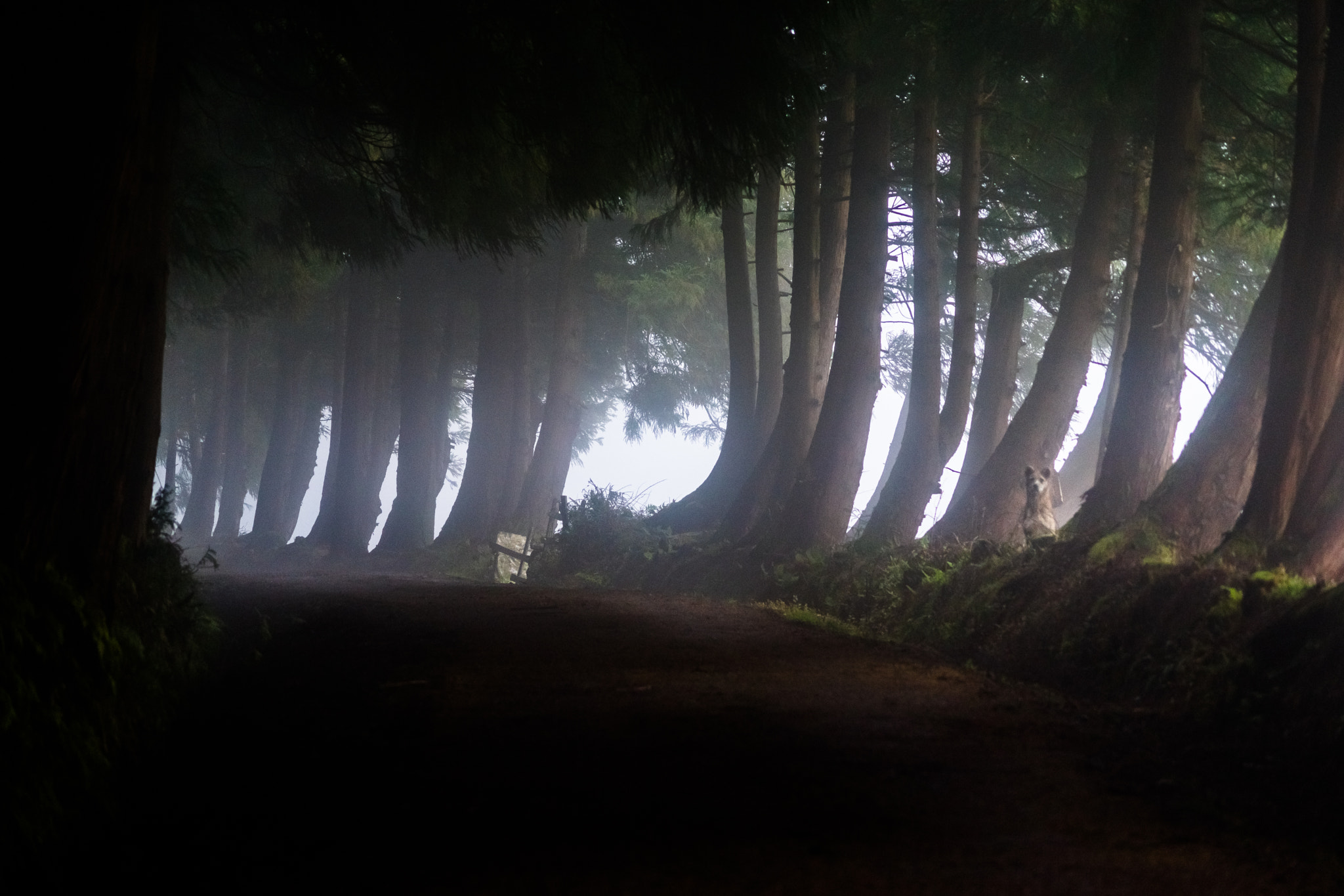 Sony DT 55-200mm F4-5.6 SAM sample photo. In the fog photography