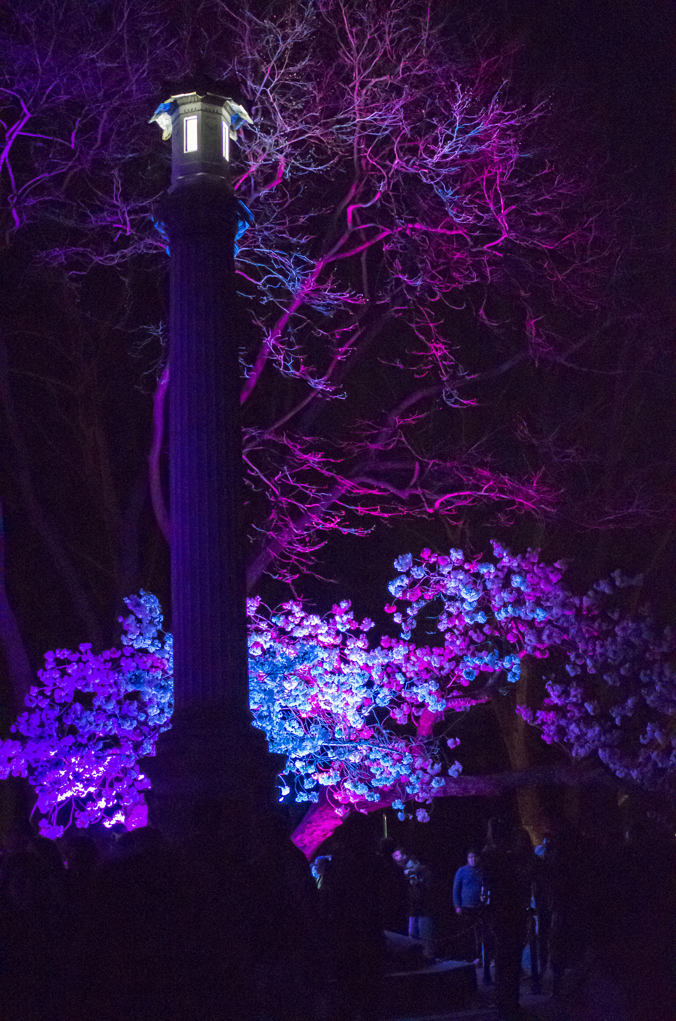 Pentax K-30 + Pentax smc DA 35mm F2.4 AL sample photo. Sakura illumination event - 2016 photography