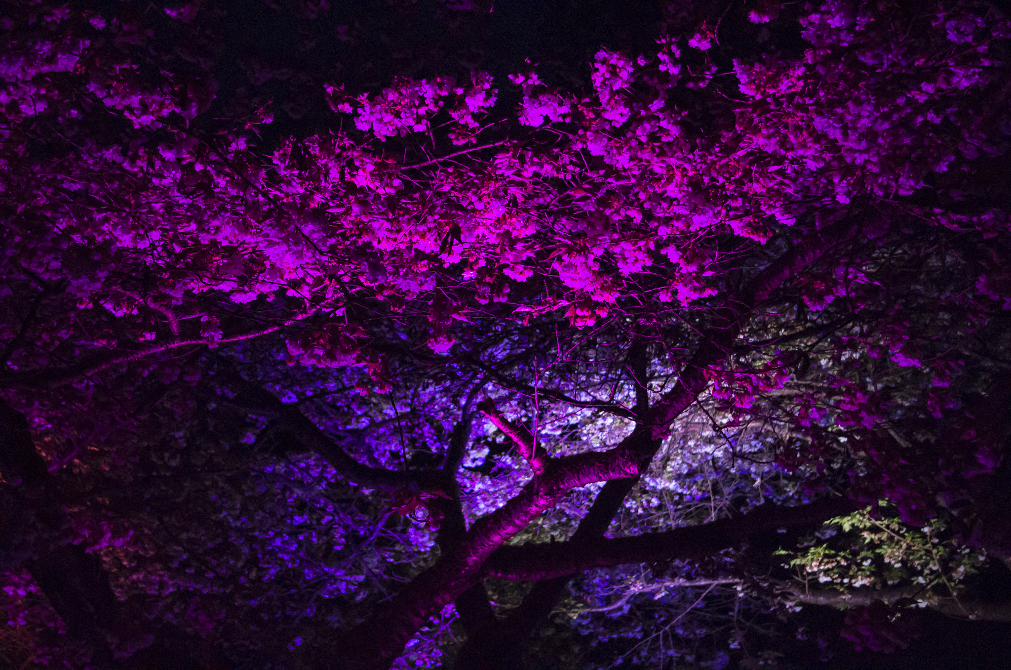 Pentax smc DA 18-55mm F3.5-5.6 AL sample photo. Sakura illumination event - 2016 photography