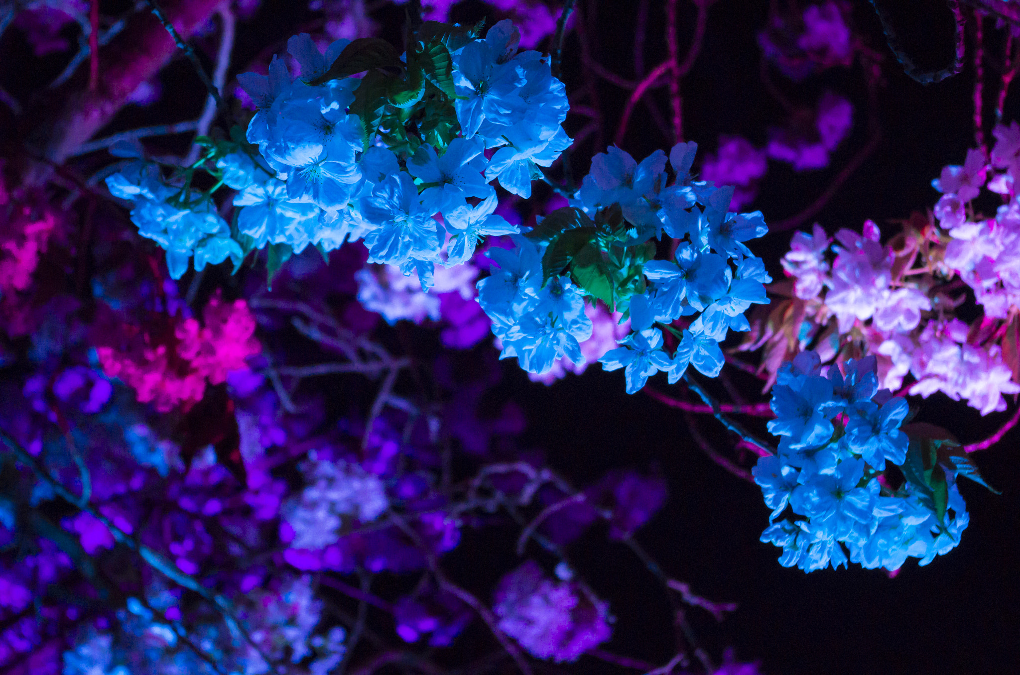 Pentax smc DA 18-55mm F3.5-5.6 AL sample photo. Sakura illumination event - 2016 photography