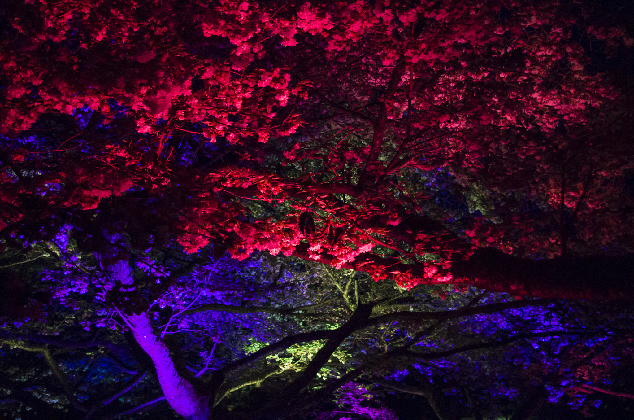 Pentax smc DA 18-55mm F3.5-5.6 AL sample photo. Sakura illumination event - 2016 photography
