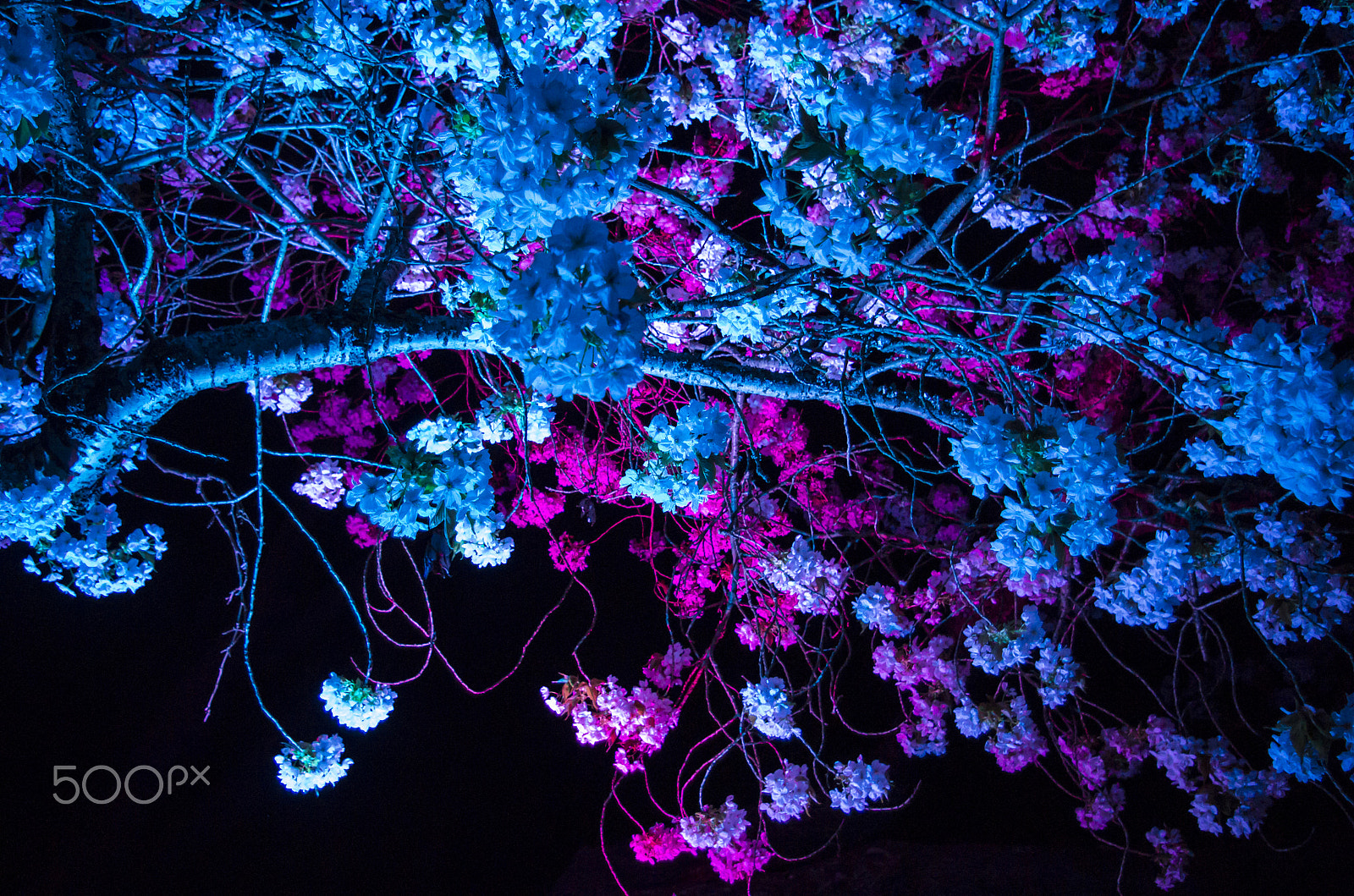Pentax smc DA 18-55mm F3.5-5.6 AL sample photo. Sakura illumination event - 2016 photography