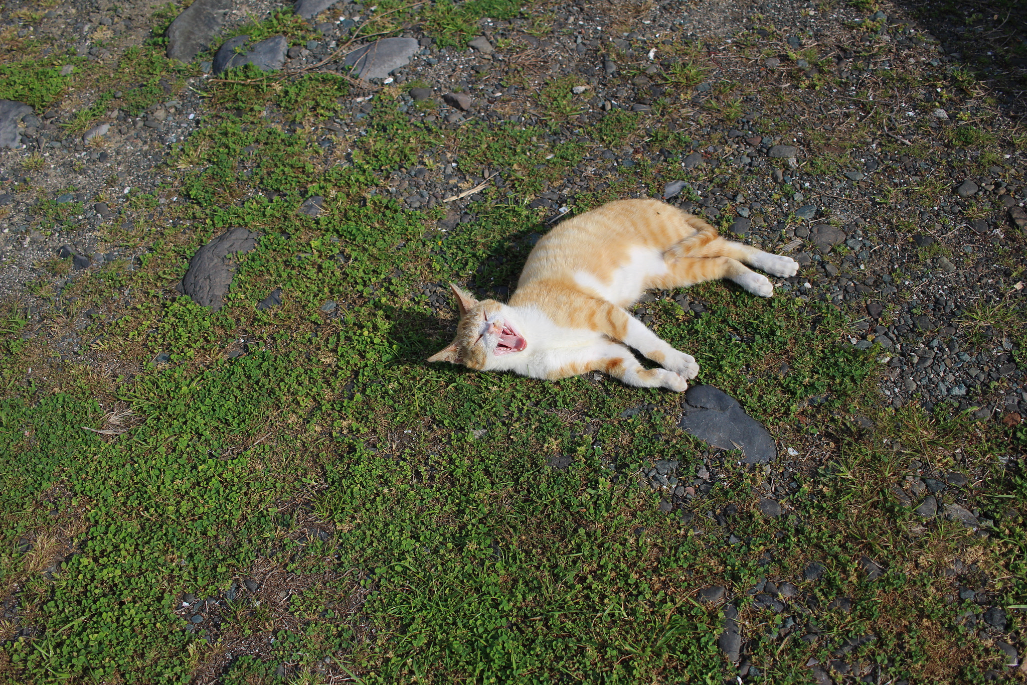 Canon EOS 100D (EOS Rebel SL1 / EOS Kiss X7) sample photo. Sleepy cat photography