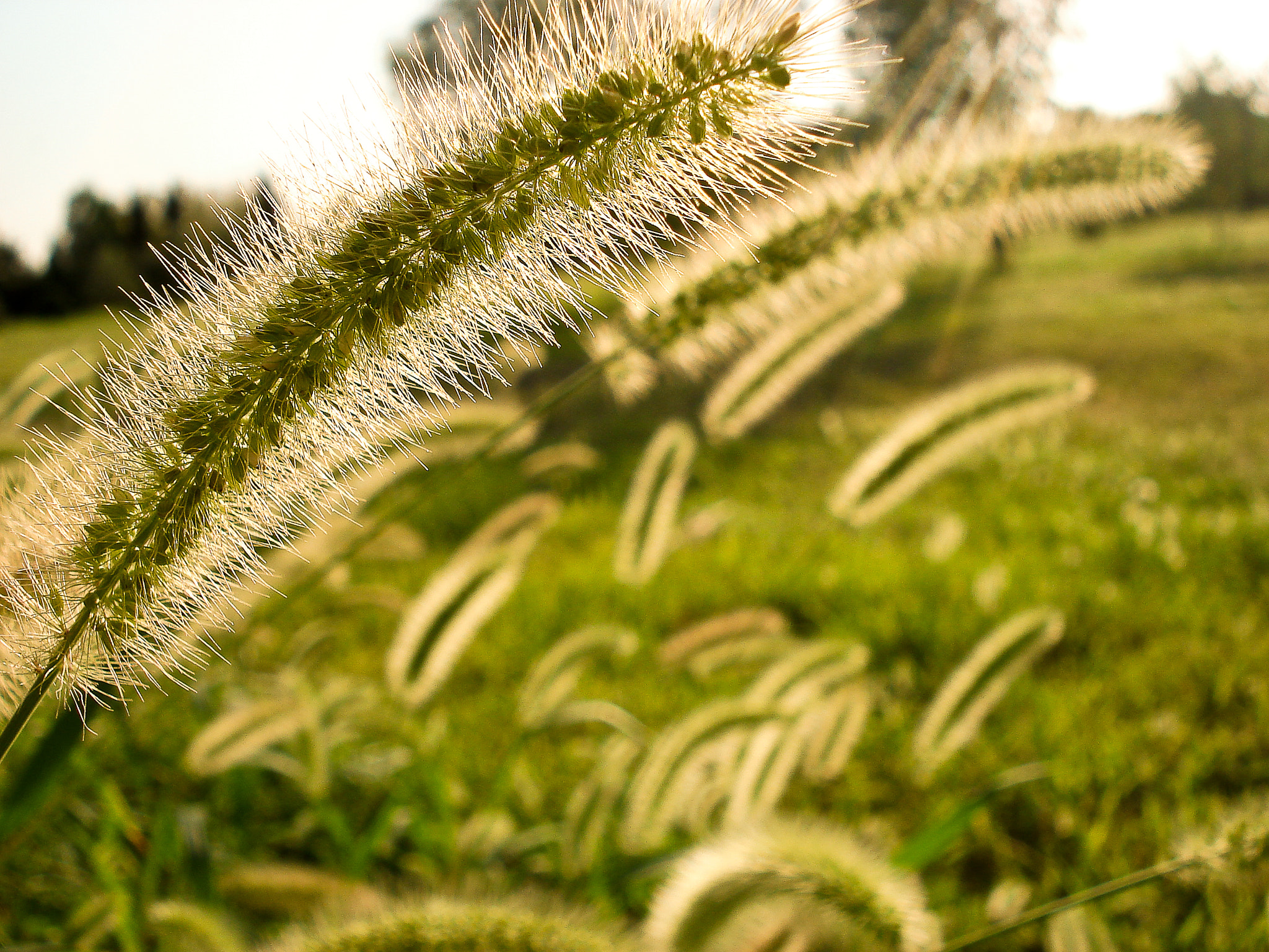 Sony DSC-W30 sample photo. Sun & grass photography