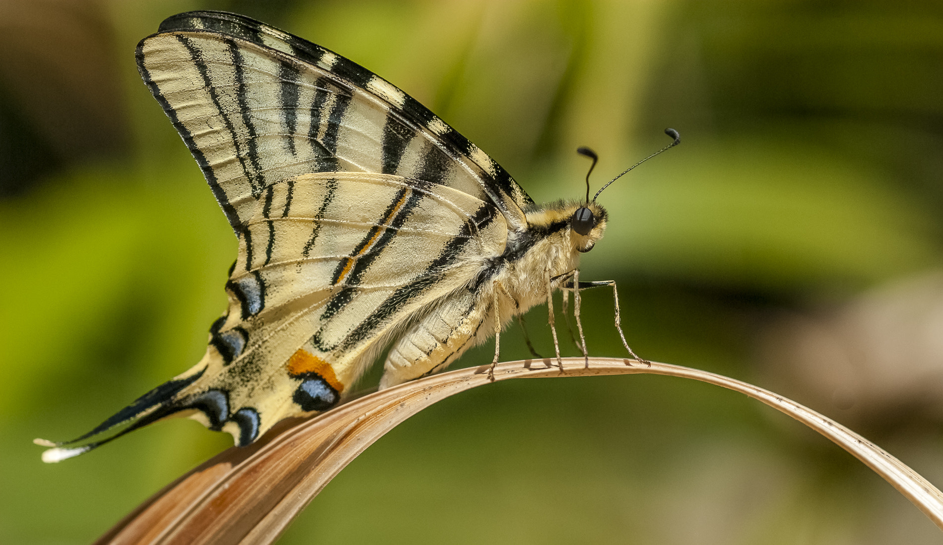 Pentax K10D + A Series Lens sample photo. Yellow butterfly photography