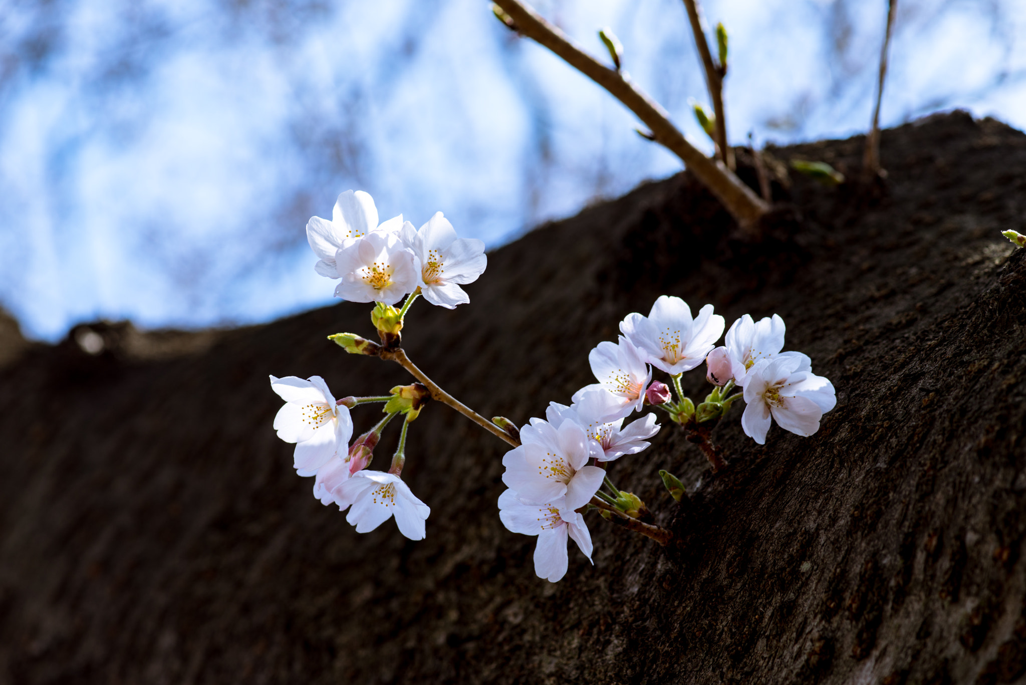 Sony a7R + Minolta AF 100mm F2.8 Macro [New] sample photo. Cherry blossom photography