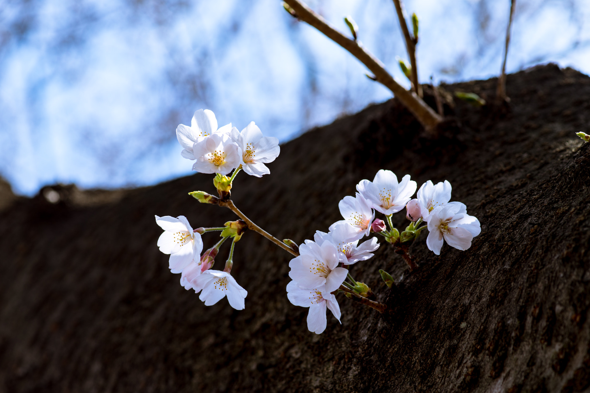 Minolta AF 100mm F2.8 Macro [New] sample photo. Cherry blossom photography