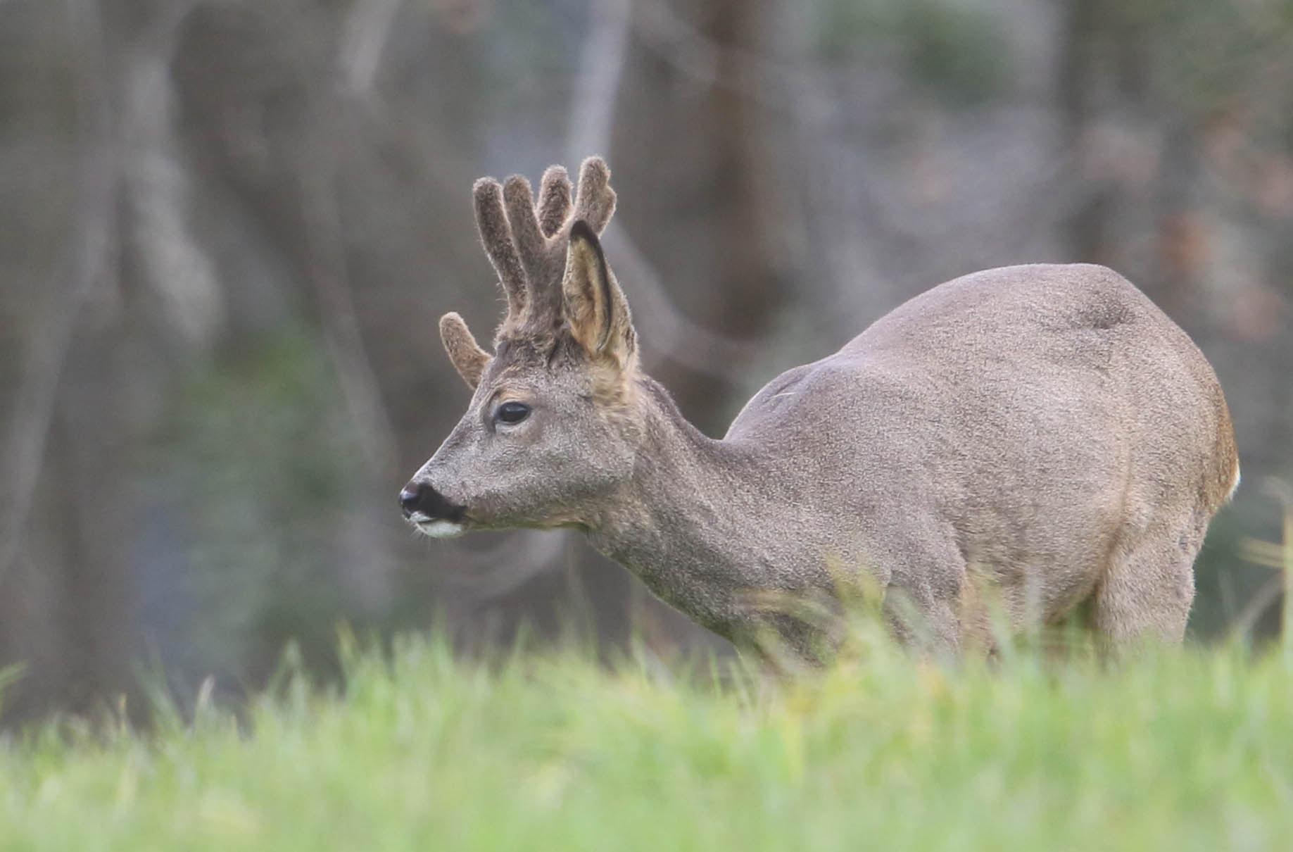 Canon EOS 7D Mark II + Canon EF 400mm F2.8L IS II USM sample photo. Deer photography