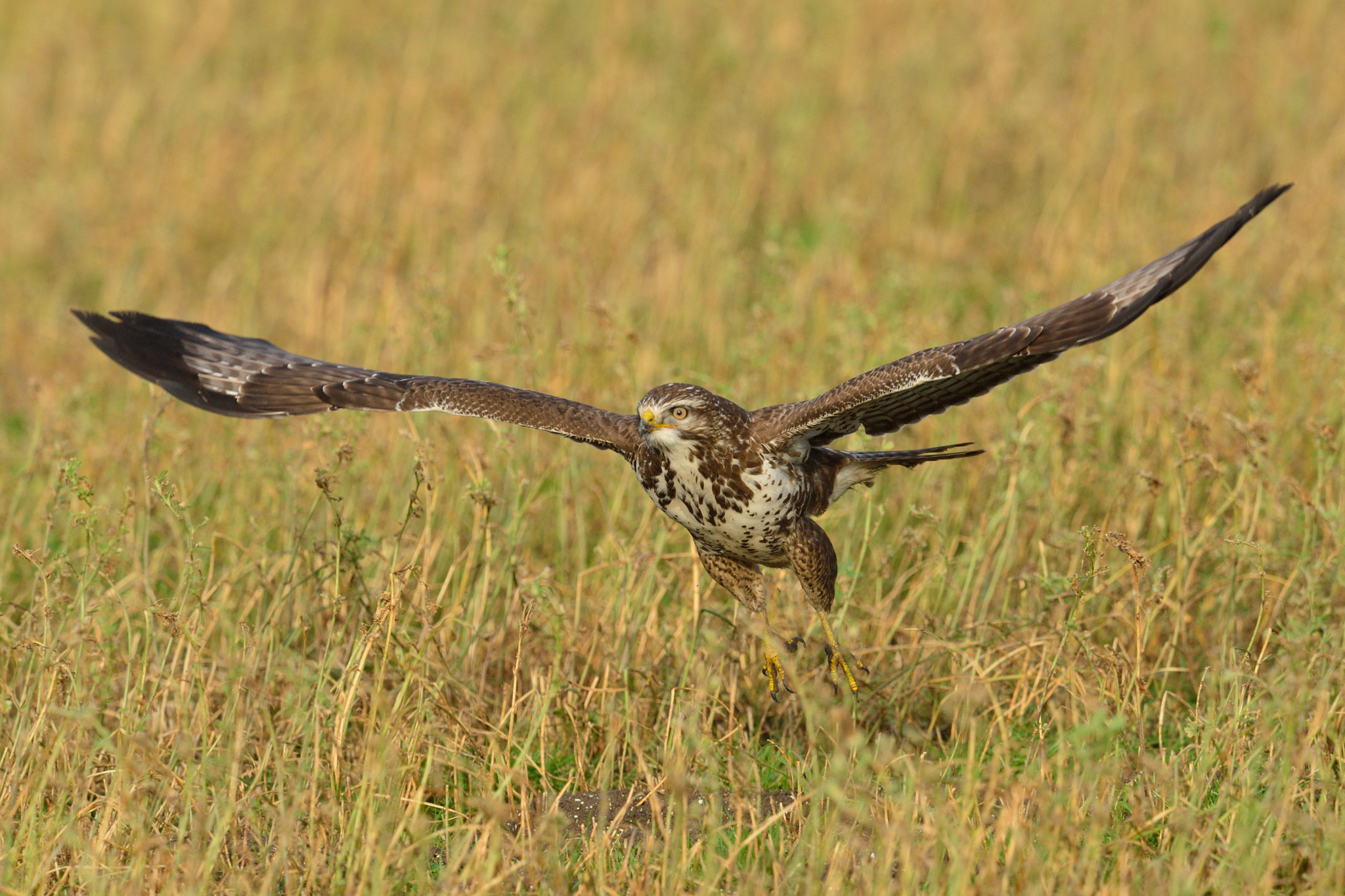 Nikon AF-S Nikkor 400mm F2.8D ED-IF II sample photo. Buizerd photography