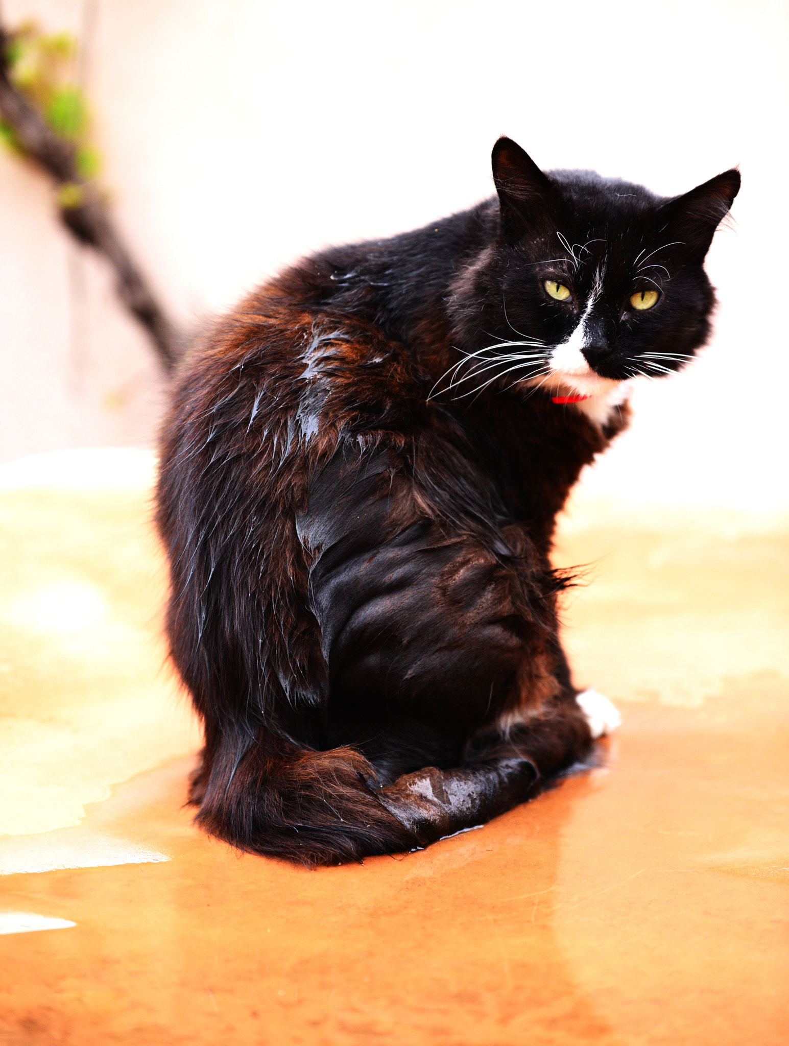 Tamron SP 70-200mm F2.8 Di VC USD sample photo. Wet cat photography