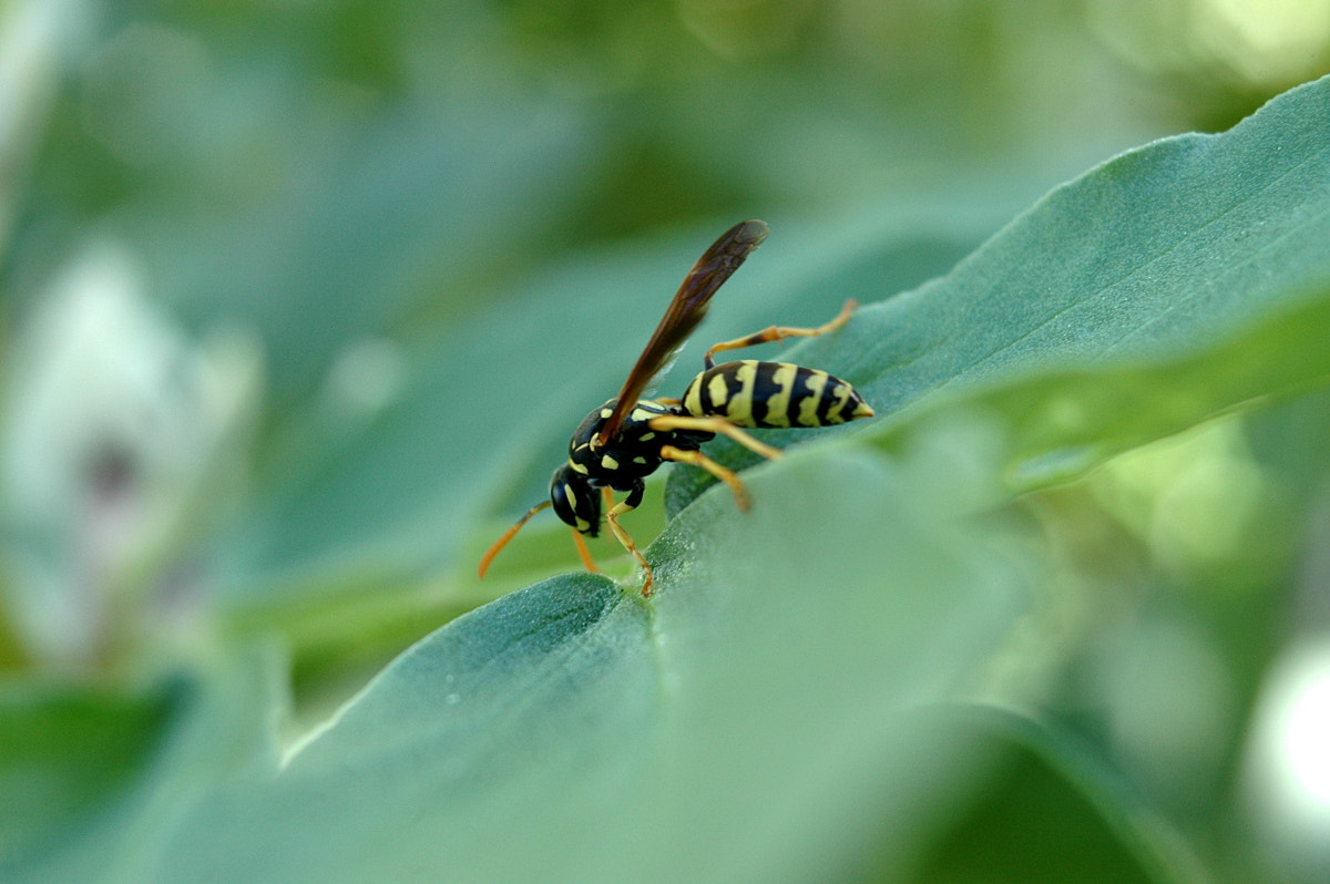 AF Zoom-Nikkor 35-70mm f/3.3-4.5 N sample photo. # photography
