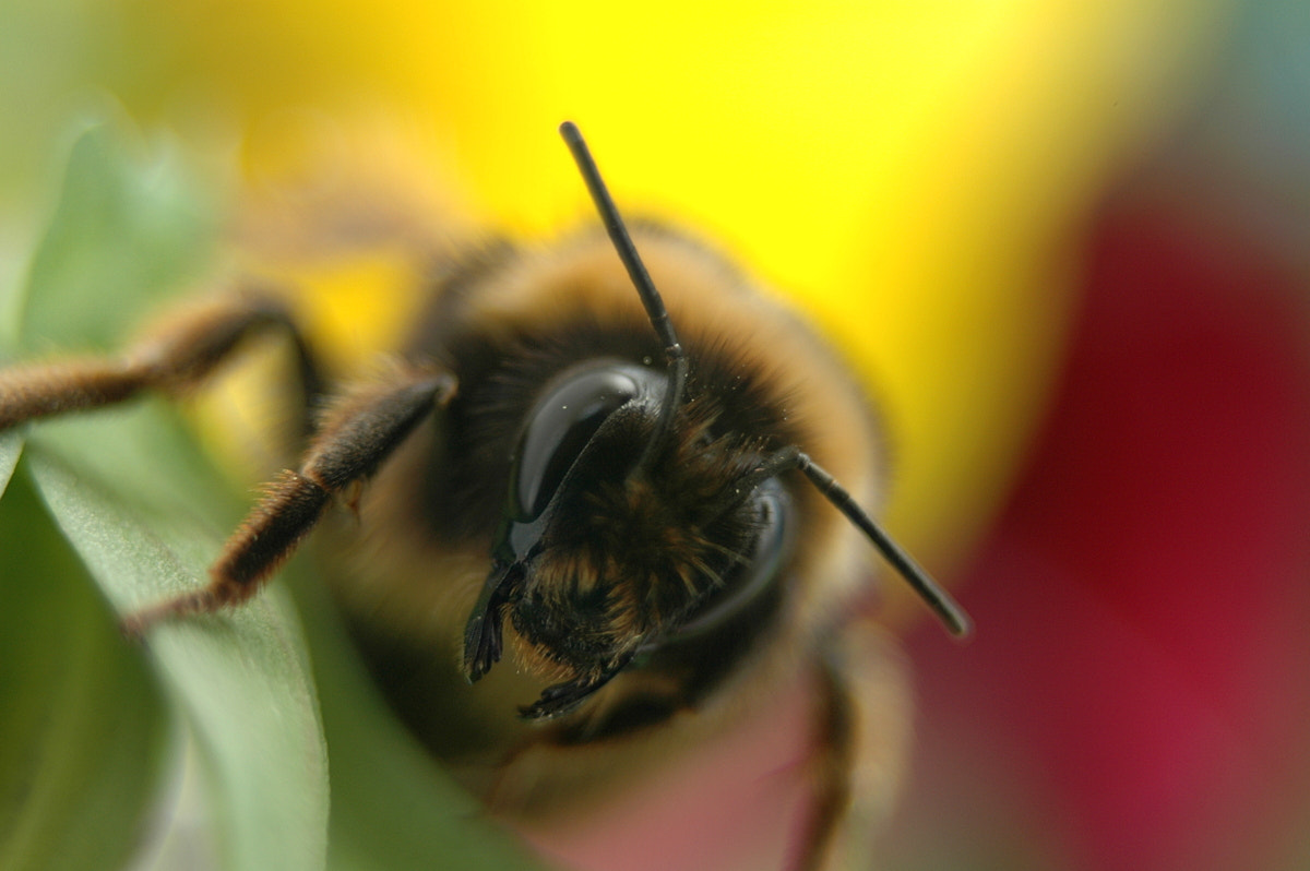 AF Zoom-Nikkor 35-70mm f/3.3-4.5 N sample photo. # photography