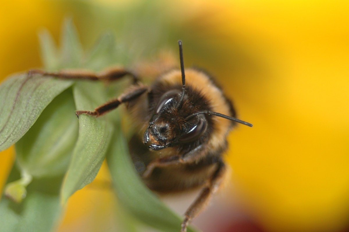 AF Zoom-Nikkor 35-70mm f/3.3-4.5 N sample photo. # photography