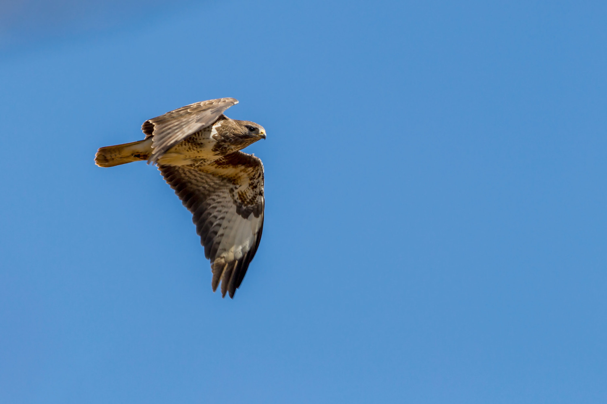 Canon EOS 700D (EOS Rebel T5i / EOS Kiss X7i) + Canon EF 400mm F5.6L USM sample photo. Buzzard in flight photography