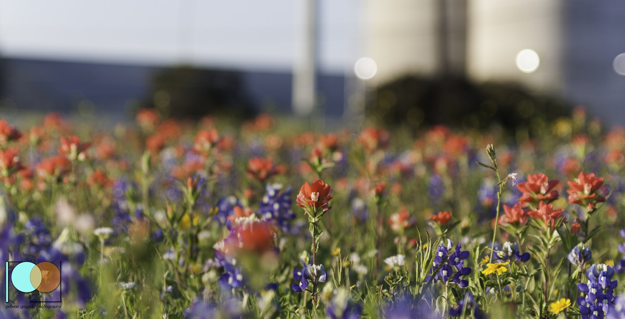 Canon EF 28-105mm f/3.5-4.5 USM sample photo. Flower bed photography
