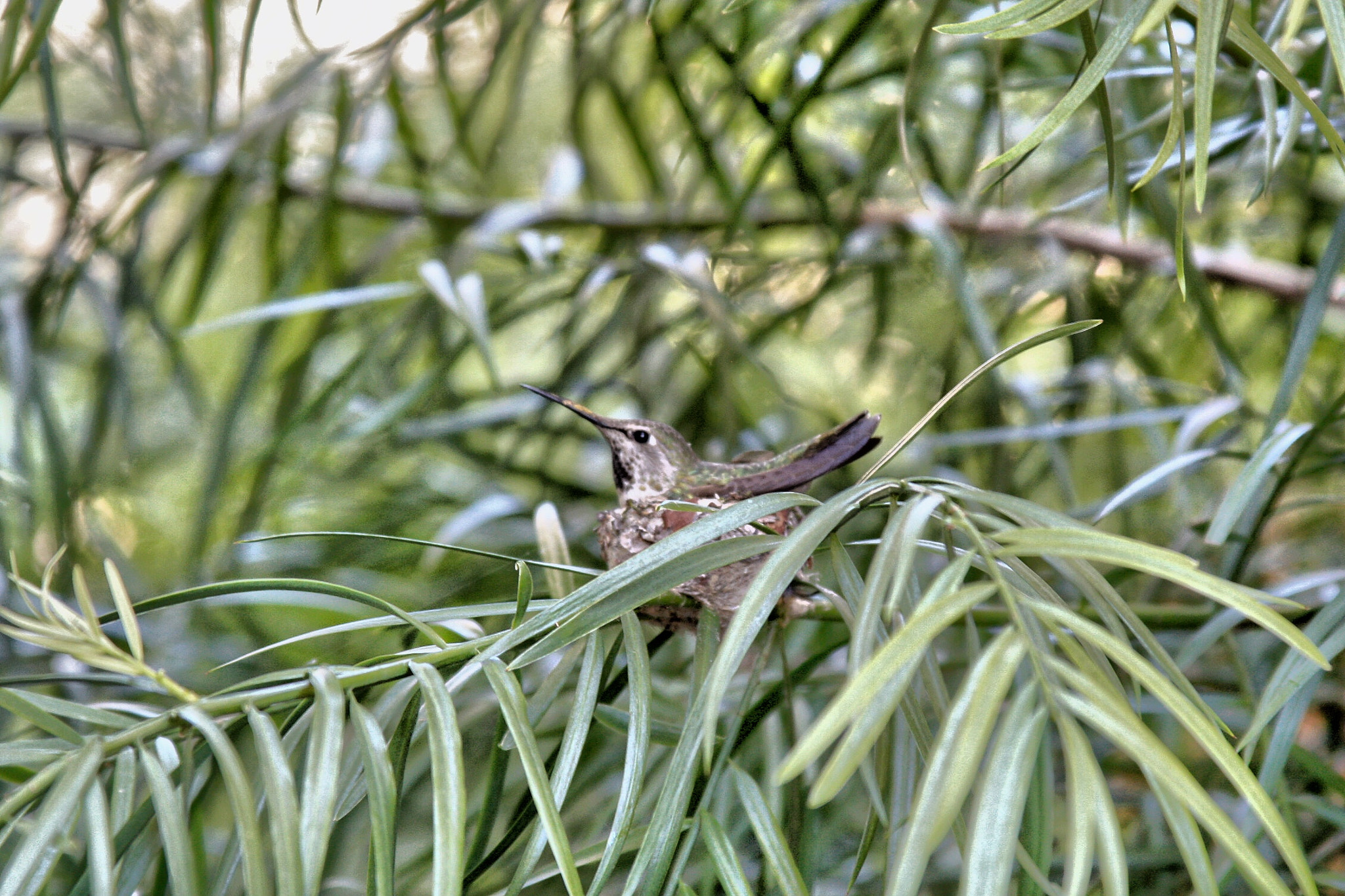 Canon EOS 450D (EOS Rebel XSi / EOS Kiss X2) + Canon EF 28-135mm F3.5-5.6 IS USM sample photo. Mama hummingbird the other day!! photography