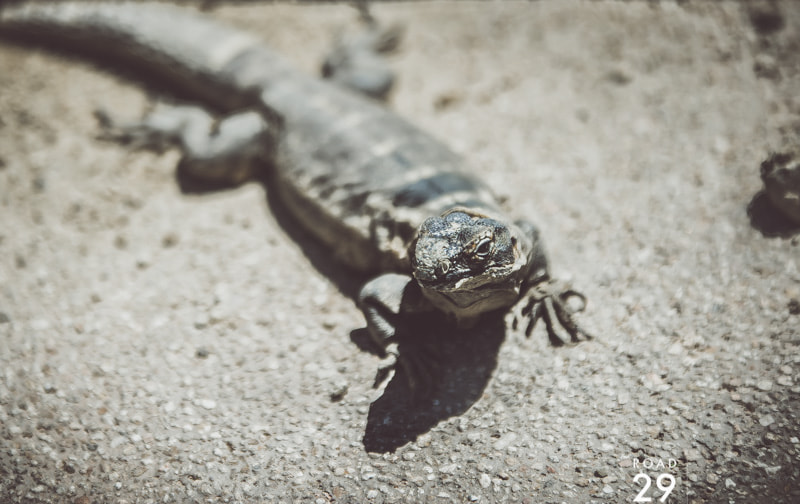 Sigma 70-200mm F2.8 EX DG OS HSM sample photo. The lizard king photography
