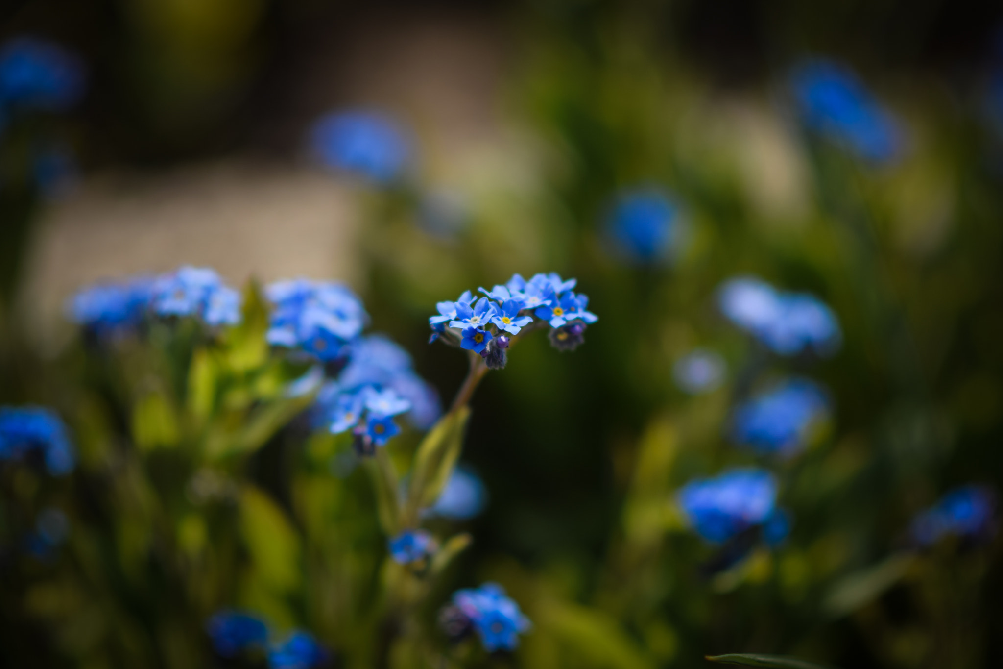 Nikon D3300 + Nikon AF-S Nikkor 85mm F1.8G sample photo. Flower photography