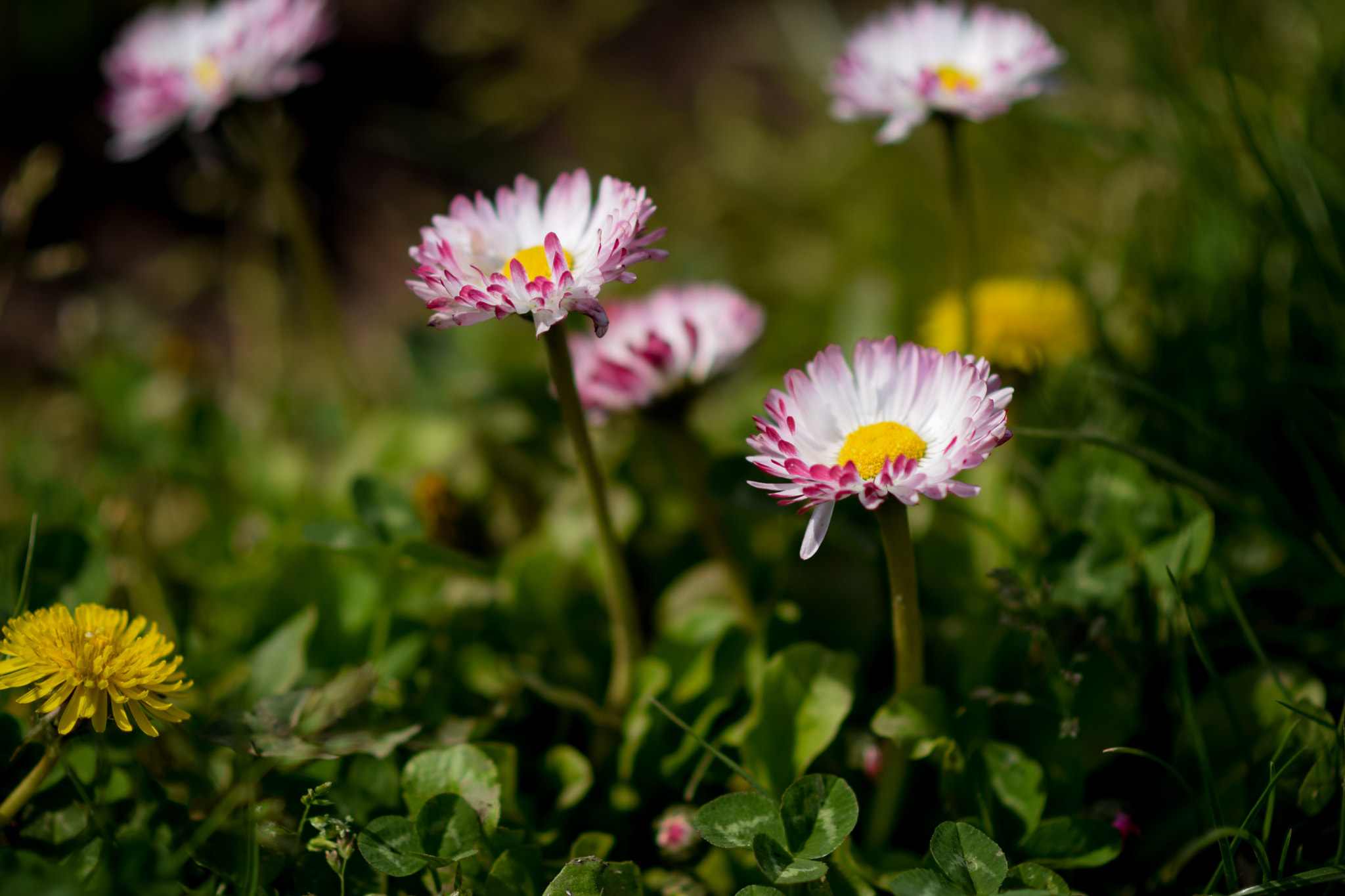 Nikon D3300 + Nikon AF-S Nikkor 85mm F1.8G sample photo. Flower photography