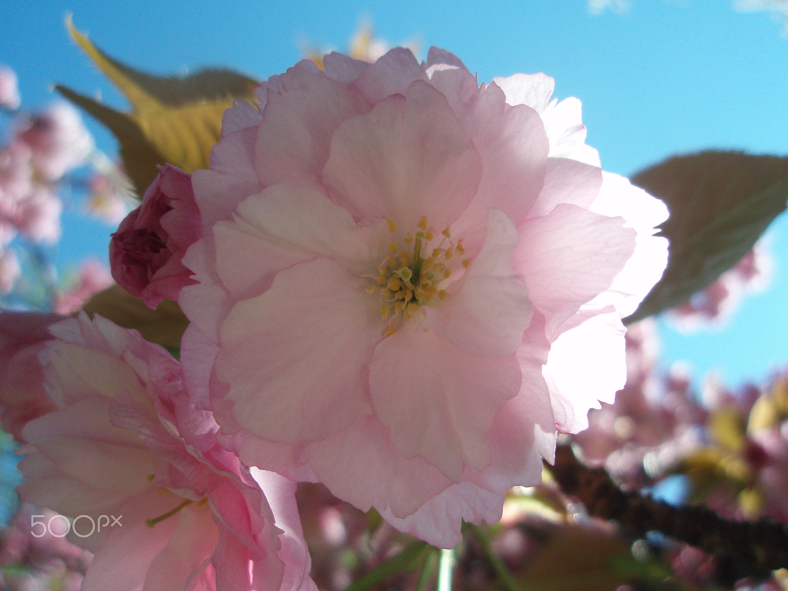 Olympus u750,S750 sample photo. Pink light photography