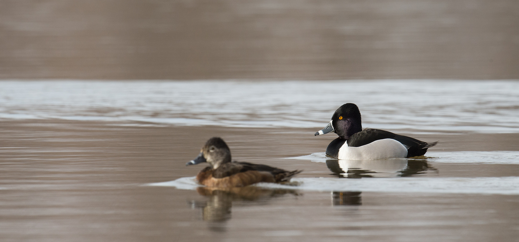 Sigma 24-60mm F2.8 EX DG sample photo. Fuligule a collier - aythya amercana - ring-necked duck photography