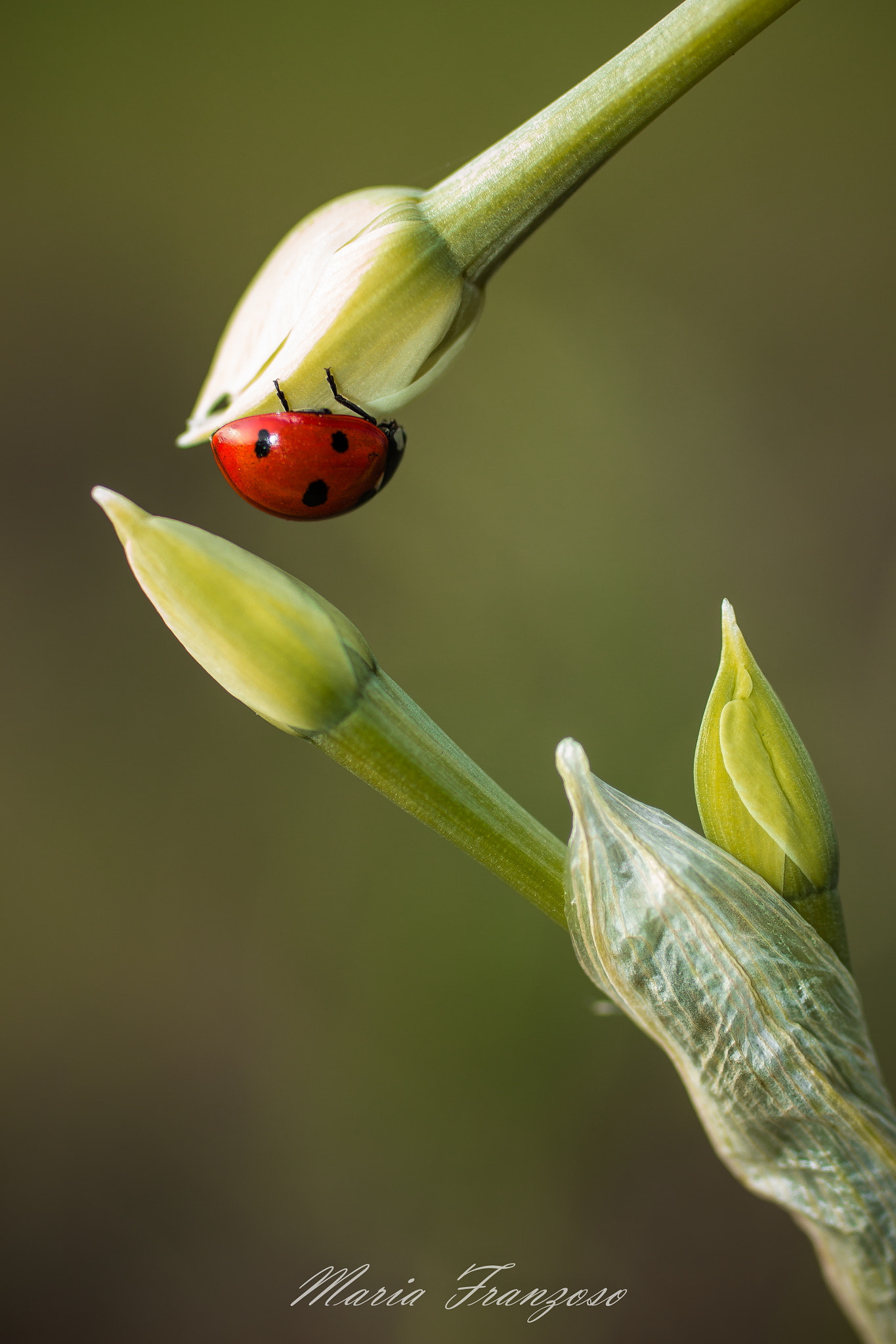 Canon EOS 600D (Rebel EOS T3i / EOS Kiss X5) + Canon EF 50mm F2.5 Macro sample photo. Lassù photography