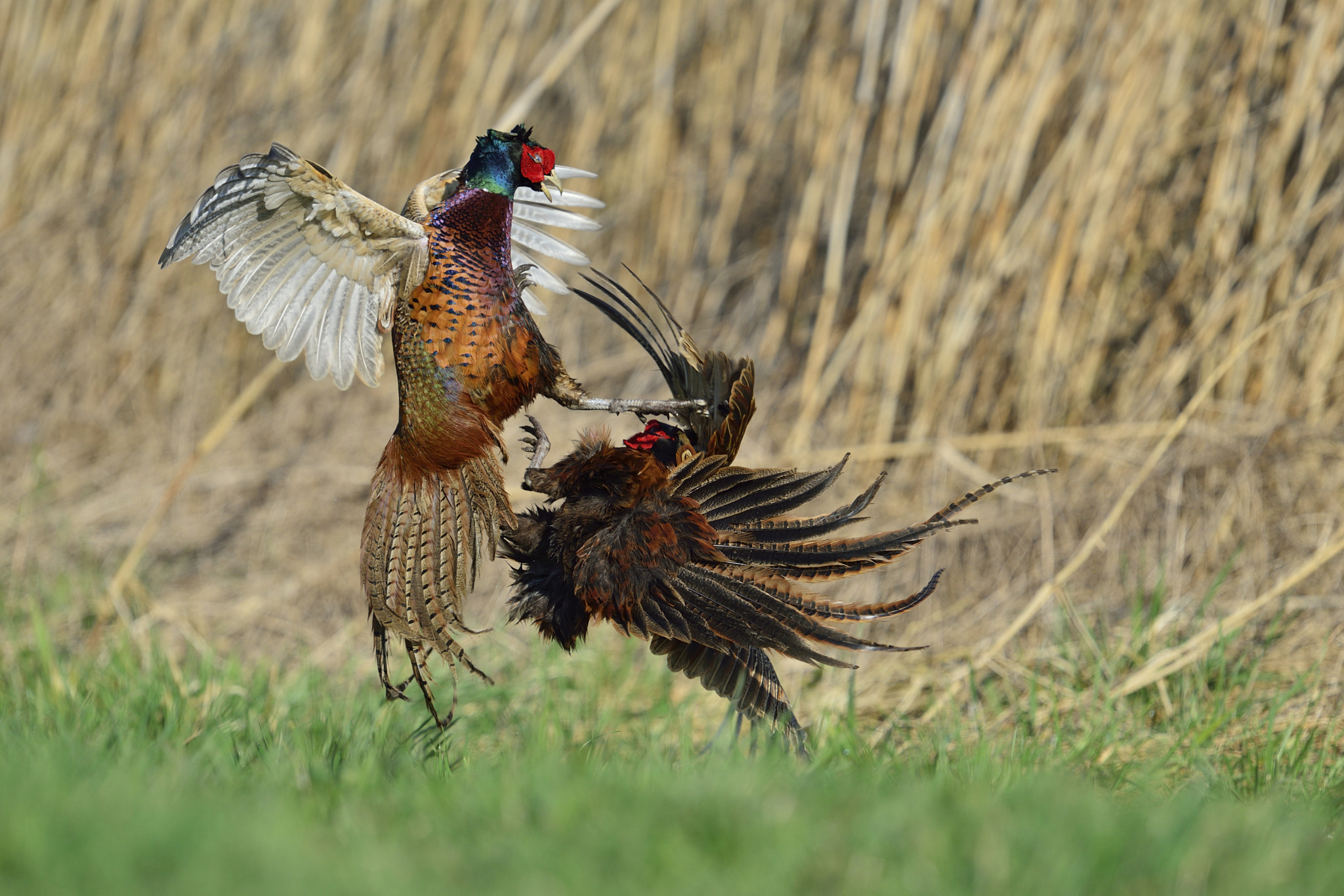 Nikon D800 + Nikon AF-S Nikkor 600mm F4G ED VR sample photo. Fasanenkampf photography