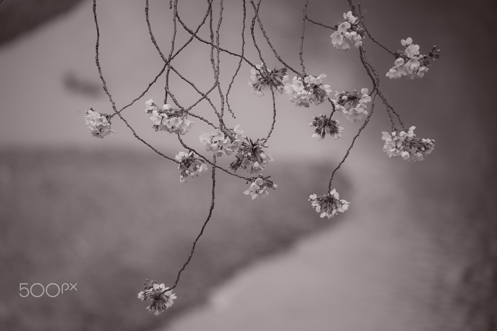 Canon EOS-1Ds Mark III sample photo. Mobile of cherry blossoms photography