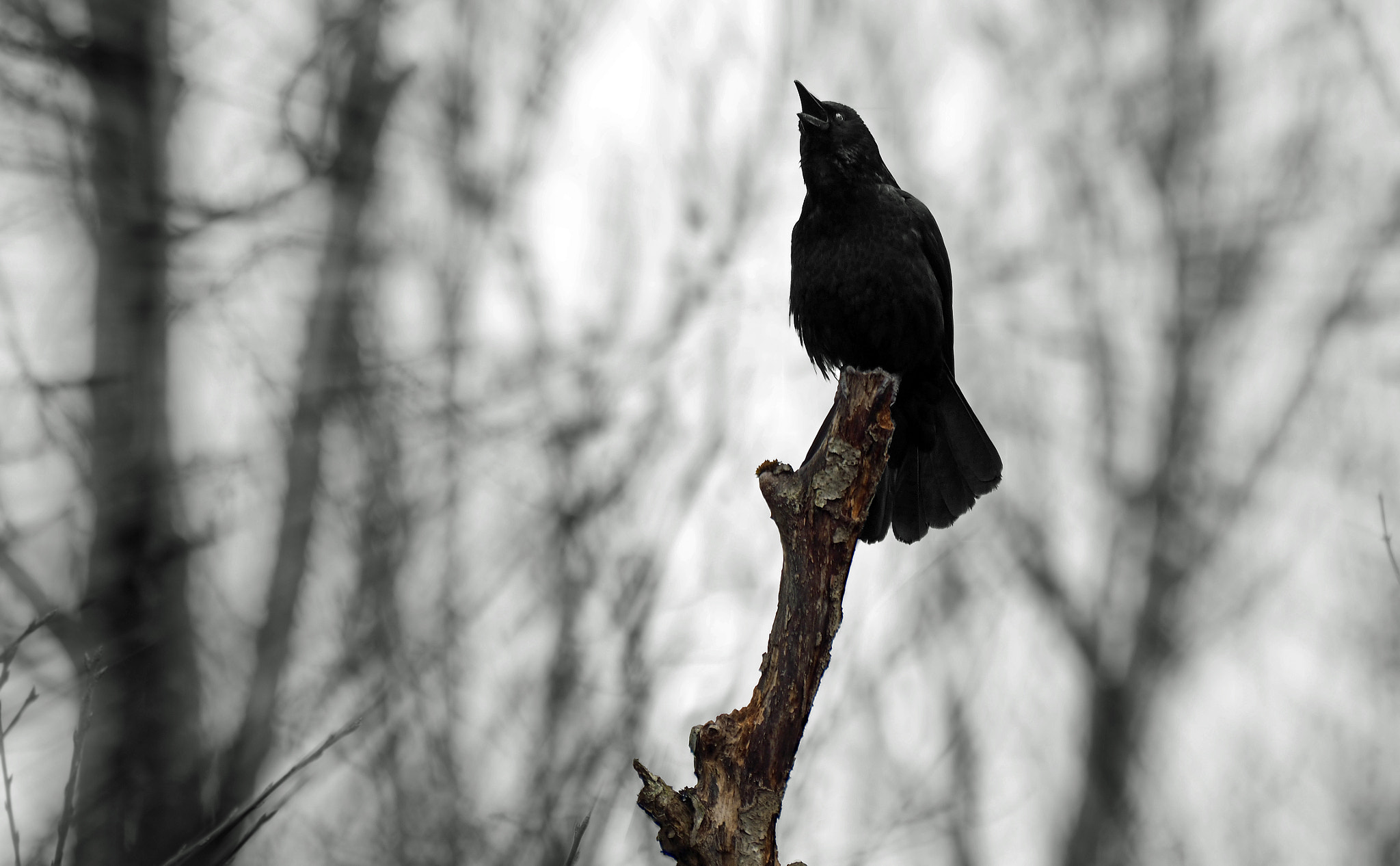 Olympus Zuiko Digital ED 70-300mm F4.0-5.6 sample photo. Rabe photography