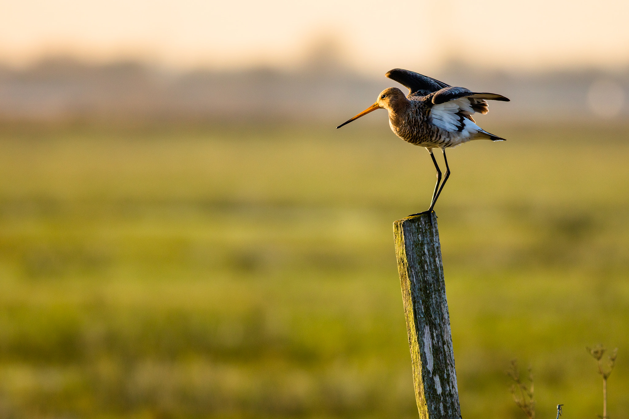 Canon EOS 5DS R + Canon EF 400mm F5.6L USM sample photo. Limosa limosa take off photography