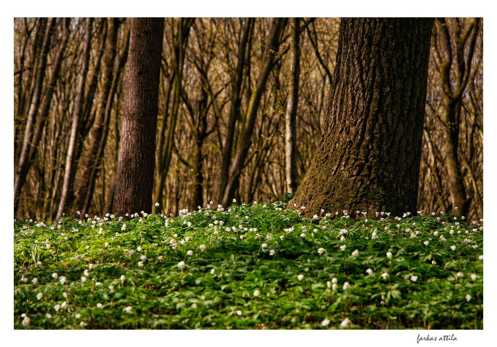 Nikon D60 sample photo. Spring is here... photography