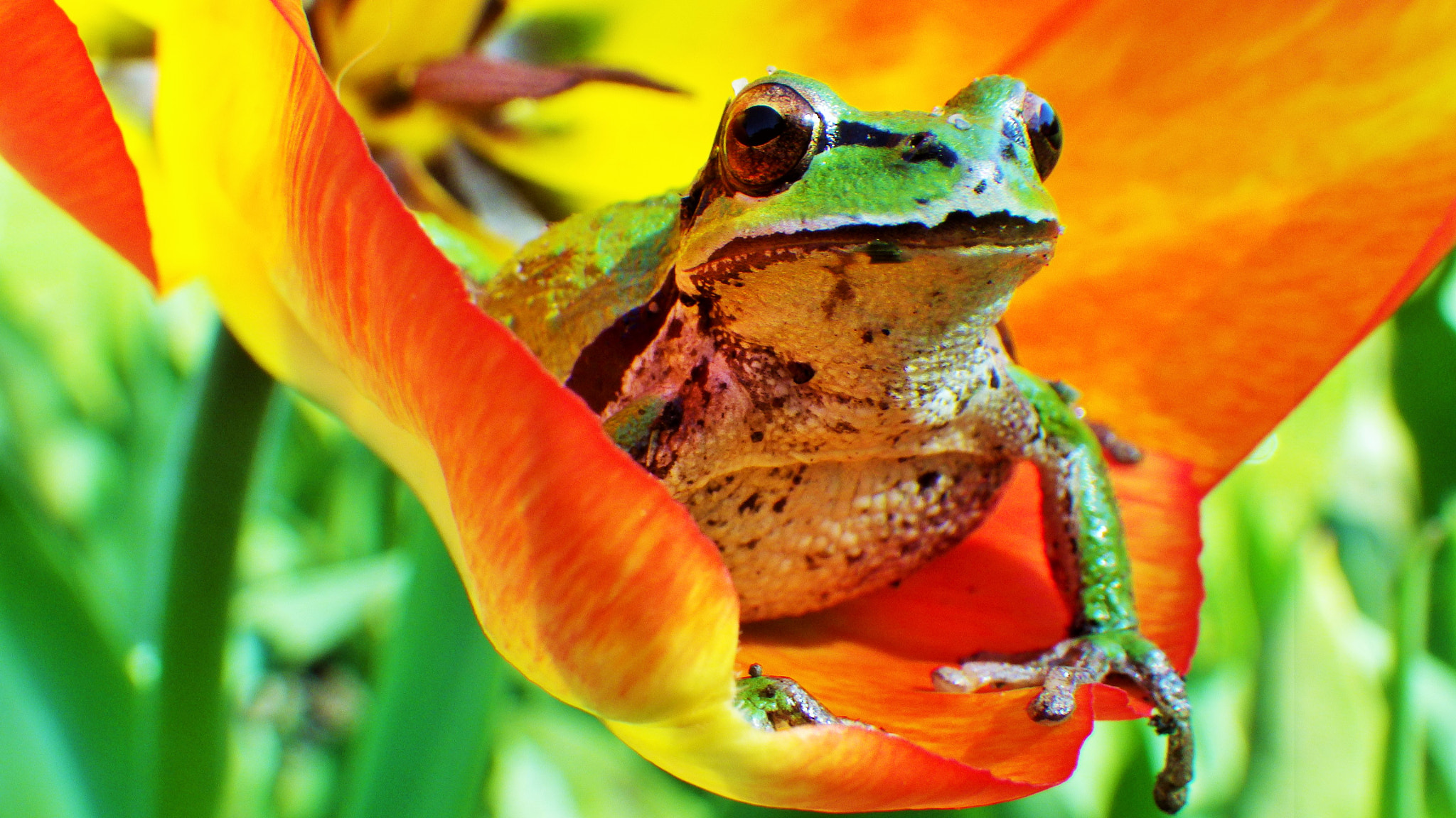 Pentax Optio WG-2 sample photo. Spring frog amongst the tulips photography