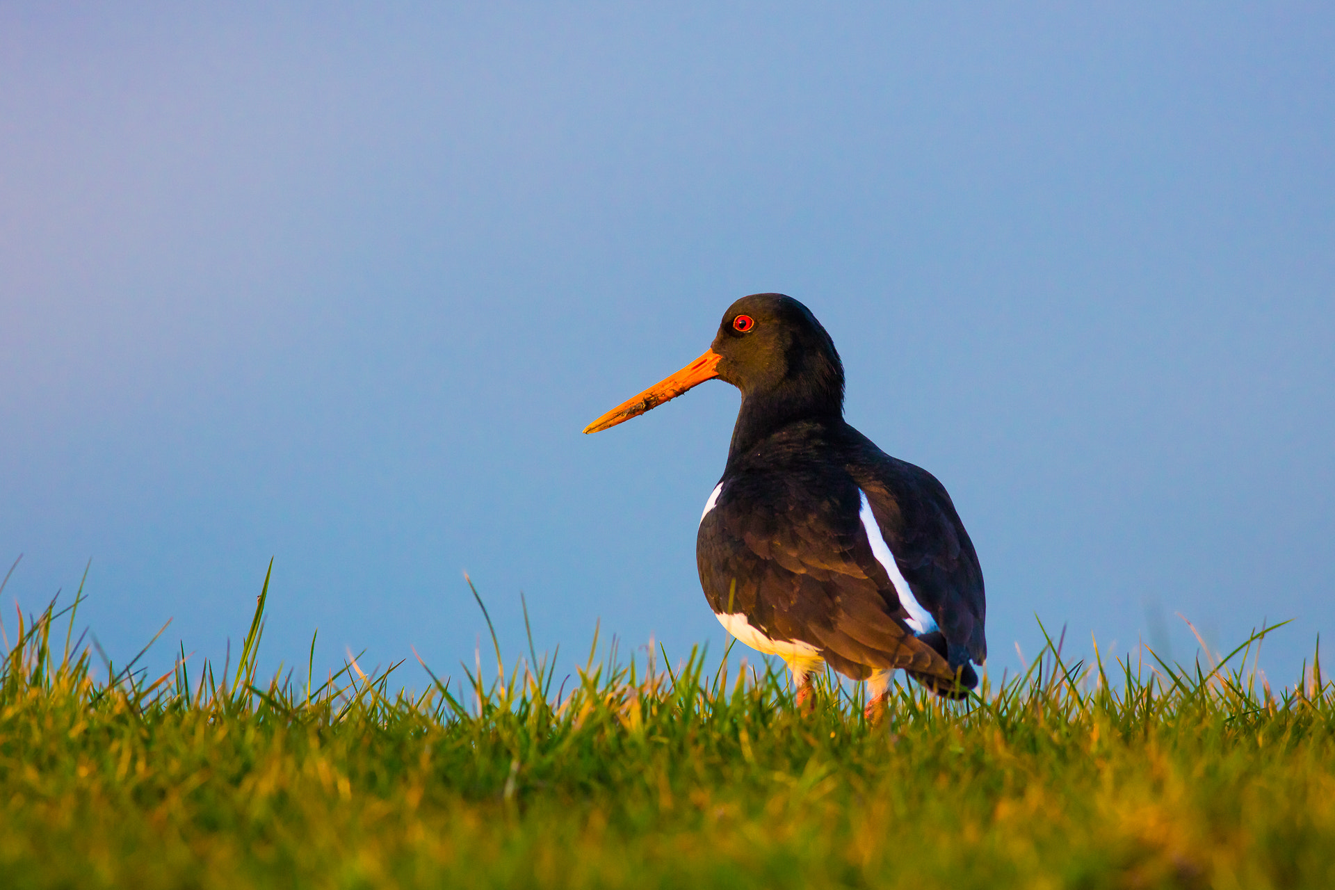 Canon EOS 5DS R + Canon EF 400mm F5.6L USM sample photo. Oystercatcher photography