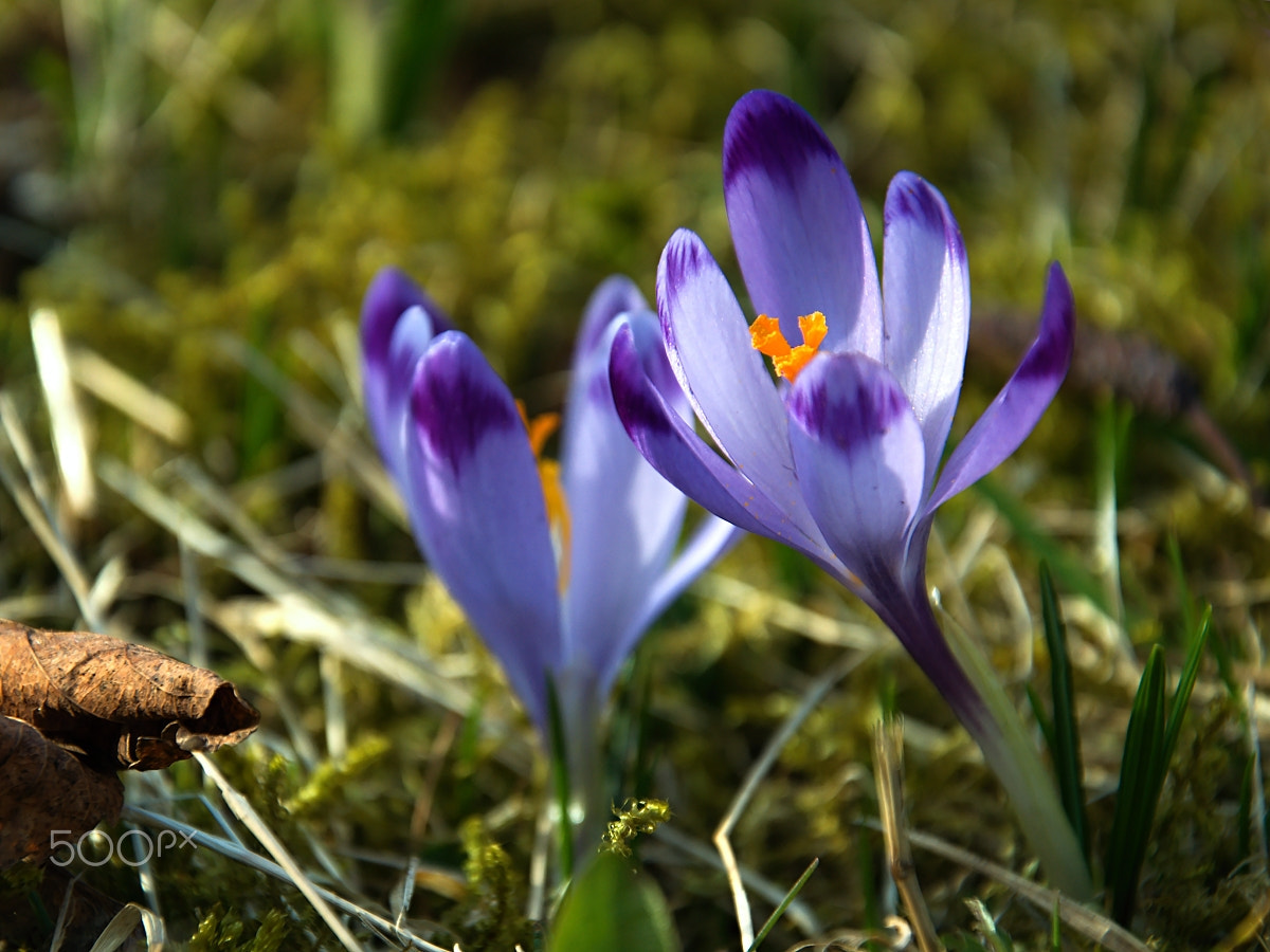 Nikon D5100 + 18.00 - 105.00 mm f/3.5 - 5.6 sample photo. Spring flower photography