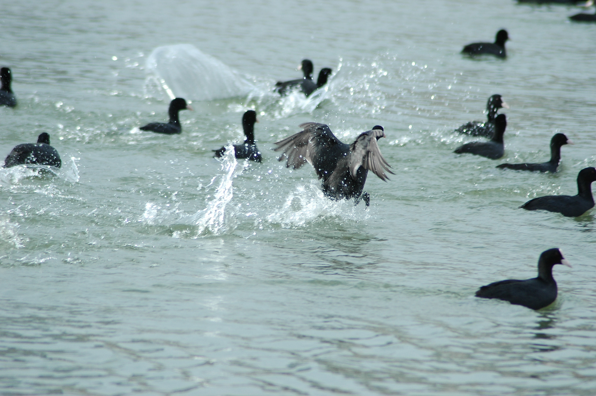 Nikon AF Nikkor 70-300mm F4-5.6G sample photo. Birds photography