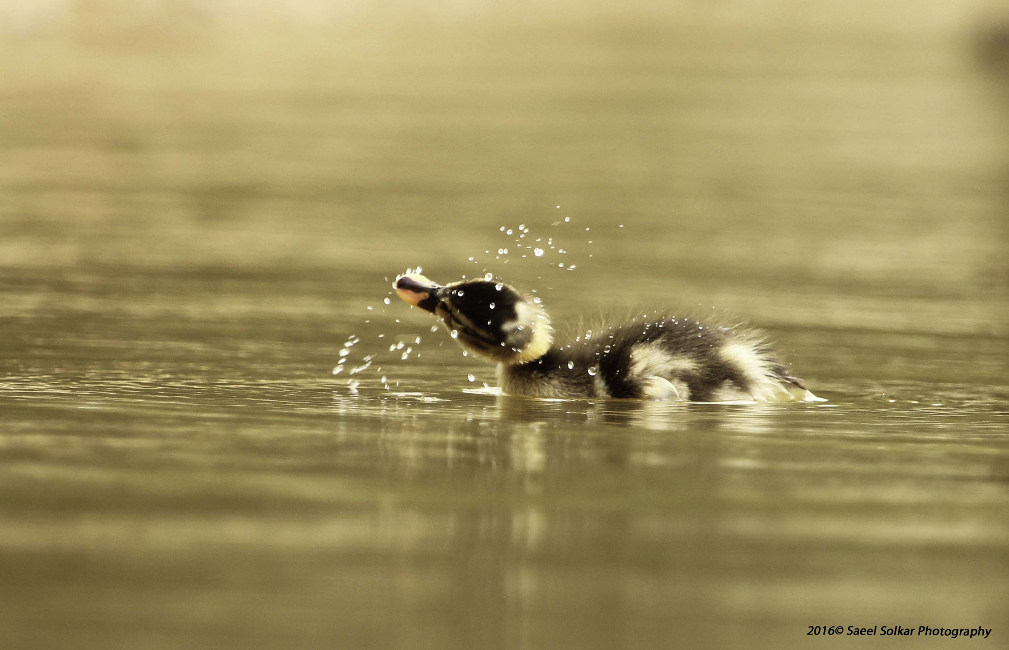 Canon EF 100-400mm F4.5-5.6L IS USM sample photo. Morning splash photography