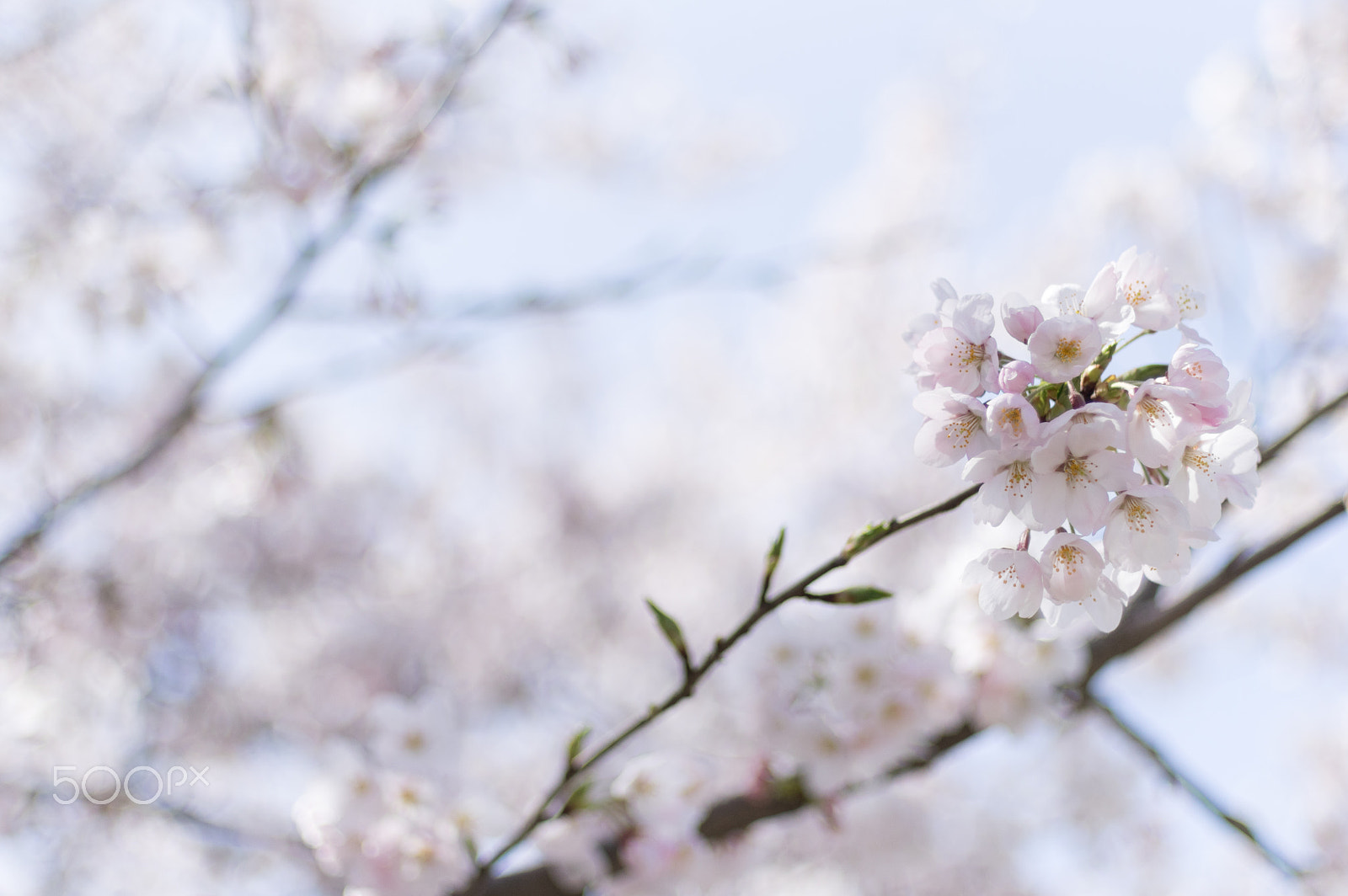 Pentax smc FA 43mm F1.9 Limited sample photo. Japan photography