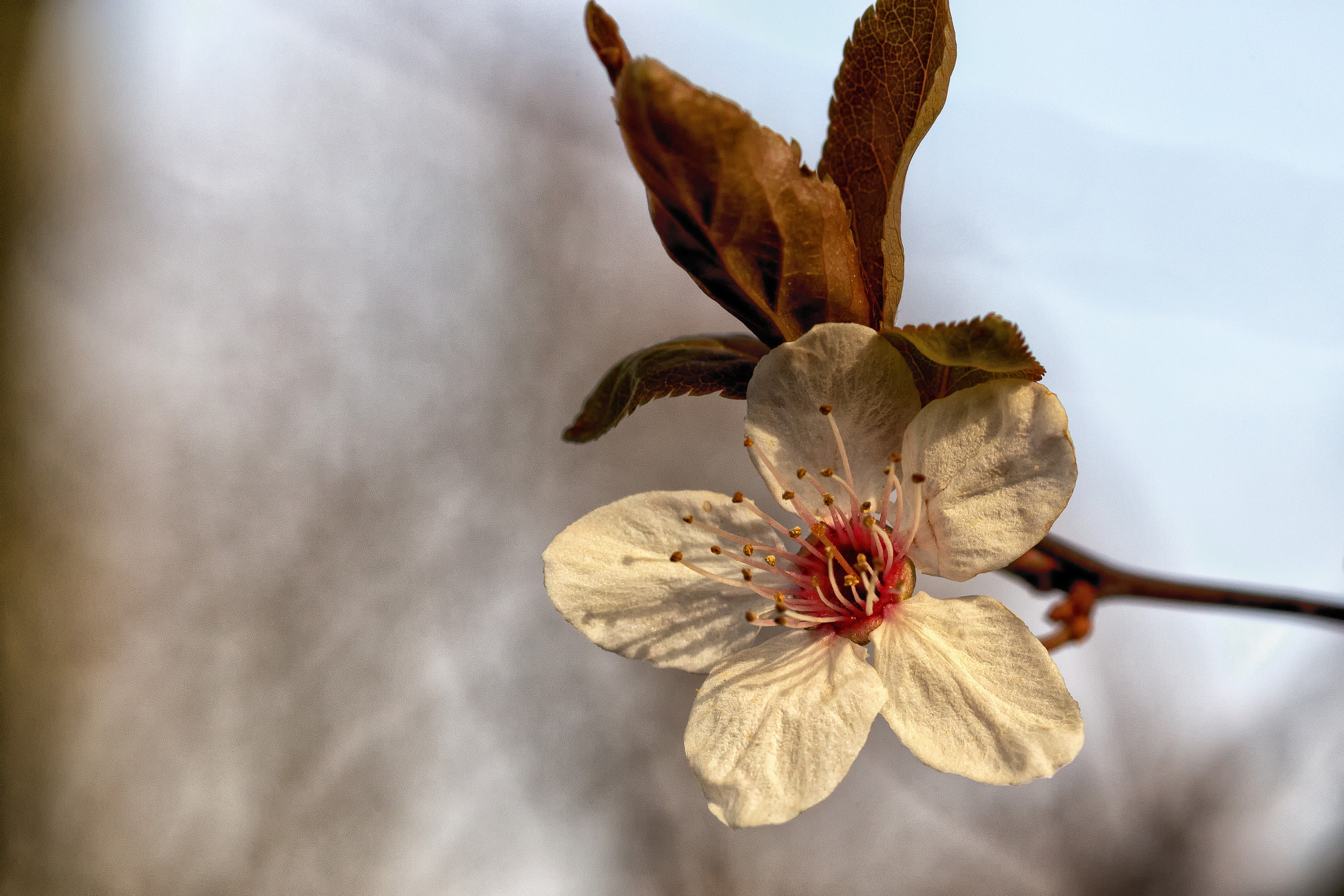Canon EOS 6D + ZEISS Milvus 100mm F2 Macro sample photo. Blossom photography