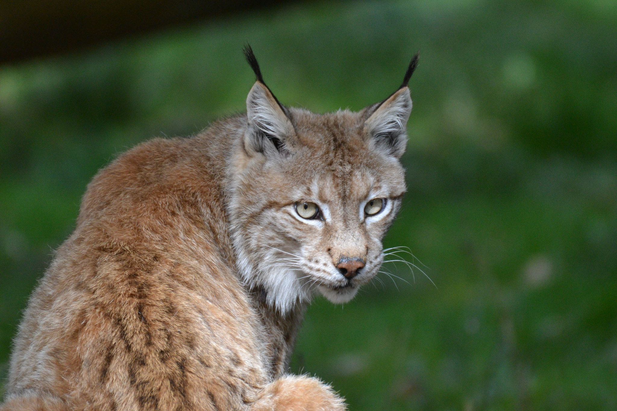 Sigma 50-500mm F4.5-6.3 DG OS HSM sample photo. Luchs photography