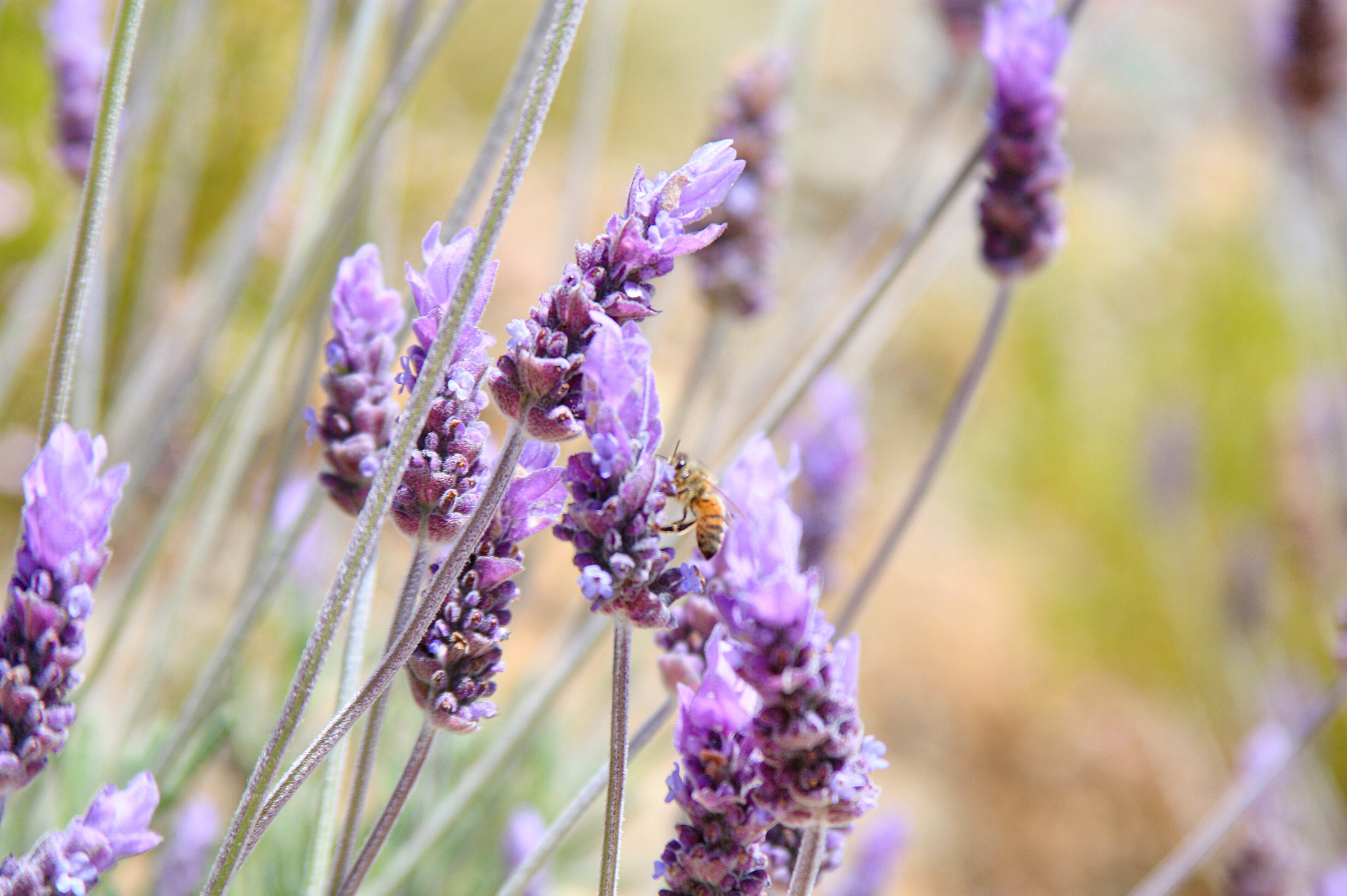 Canon EF 28-135mm F3.5-5.6 IS USM sample photo. Bee happy photography