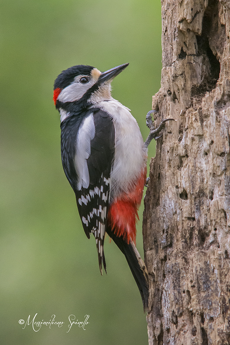 Nikon D7200 + Sigma 300mm F2.8 APO EX DG HSM sample photo. Picchio rosso maggiore photography