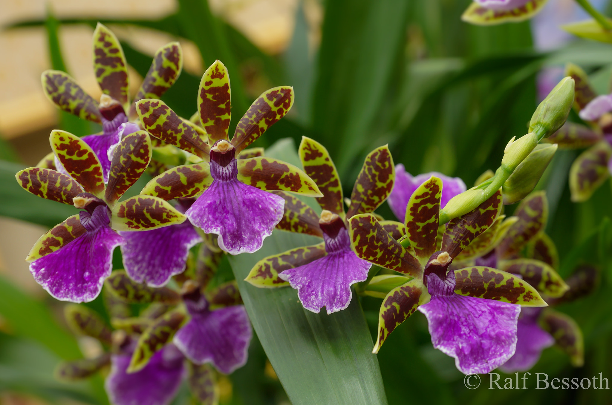Sony a99 II sample photo. Orchid photography