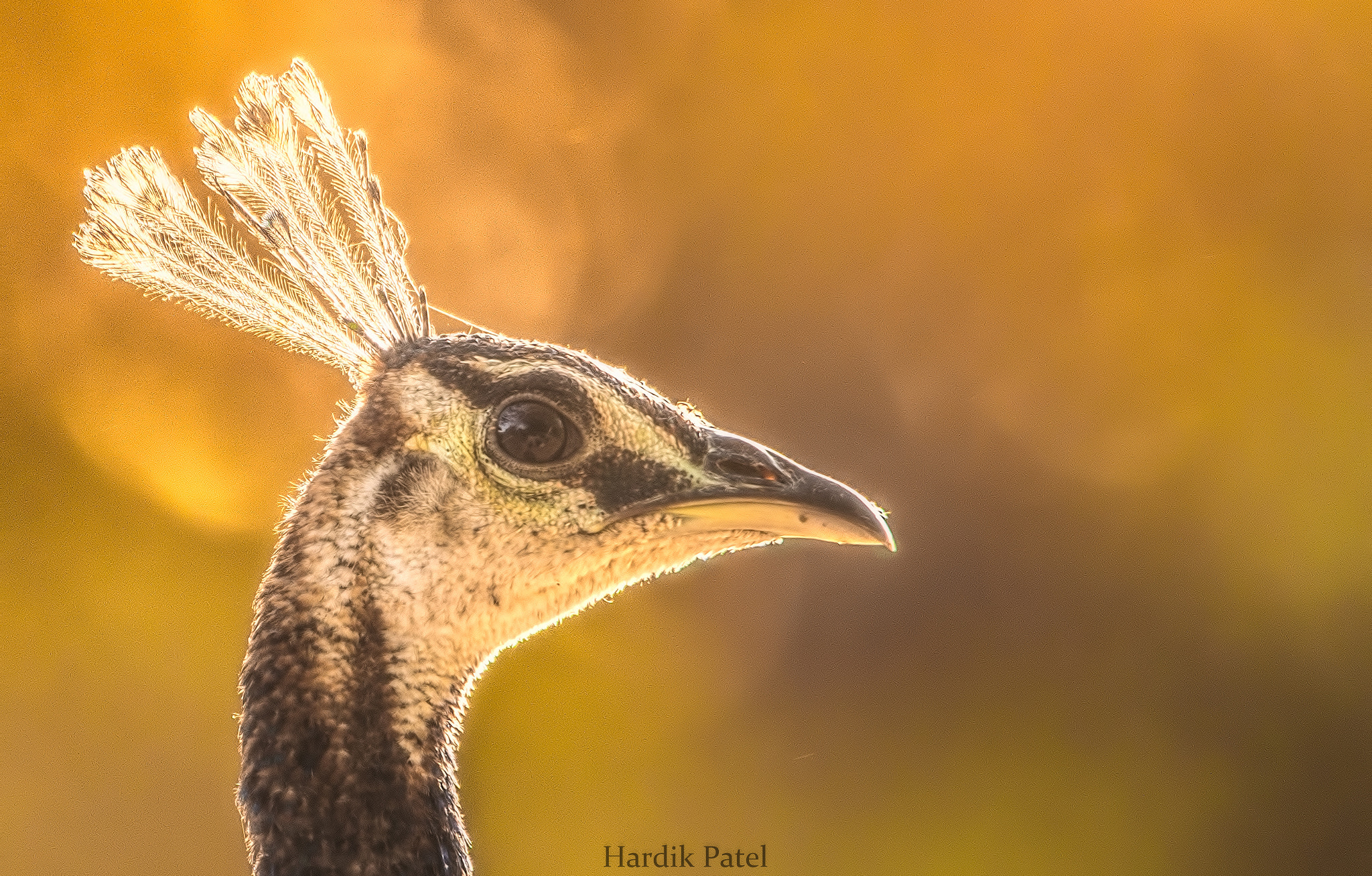 Nikon D4S + Tamron SP 150-600mm F5-6.3 Di VC USD sample photo. Indian peafowl photography