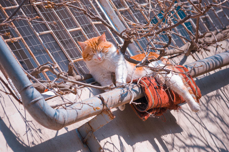 Sigma 70-300mm F4-5.6 APO DG Macro sample photo. Yalta cats / Ялтинские коты photography