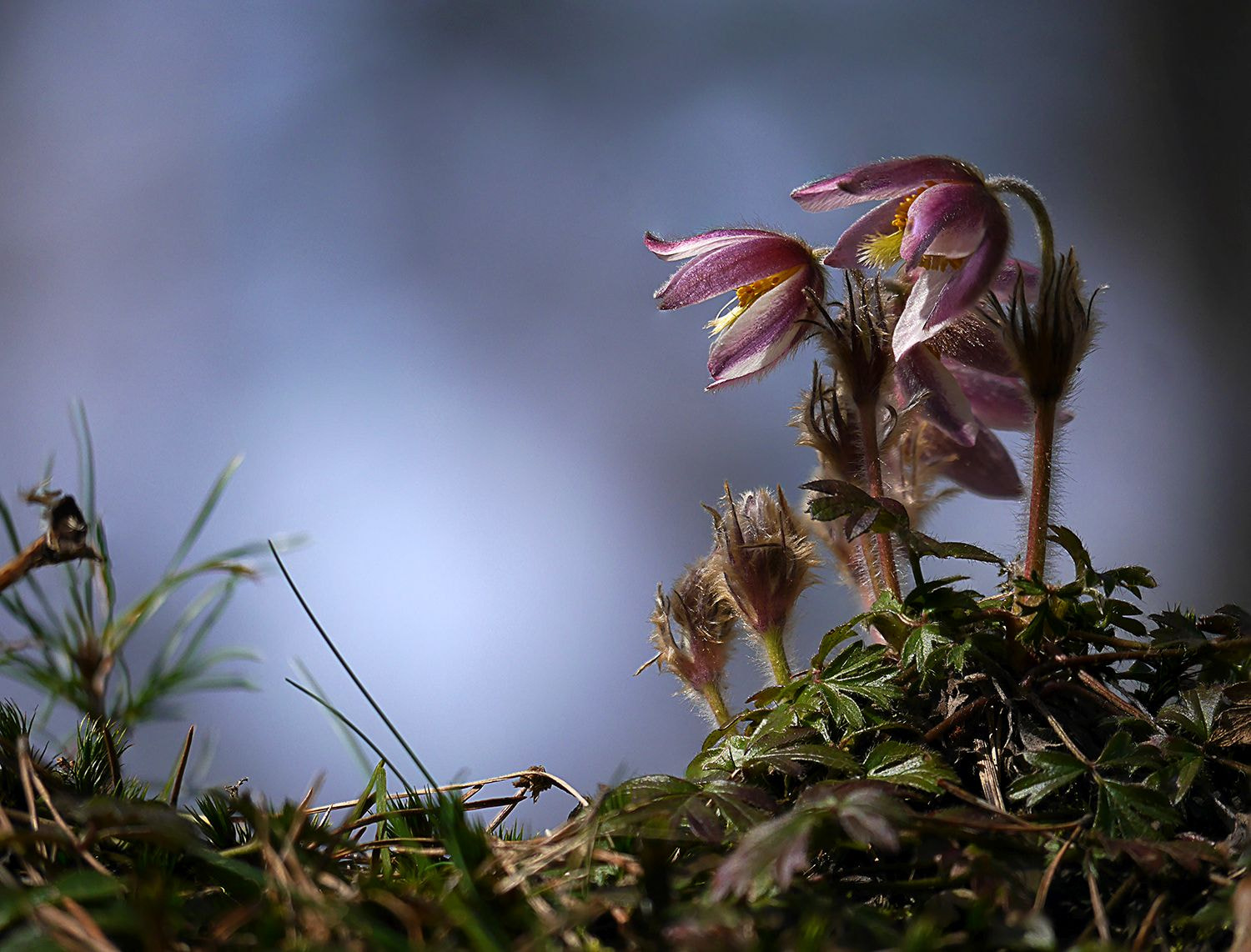 Panasonic Lumix DMC-G6 sample photo. Rare schönheit - pulsatilla vernalis photography