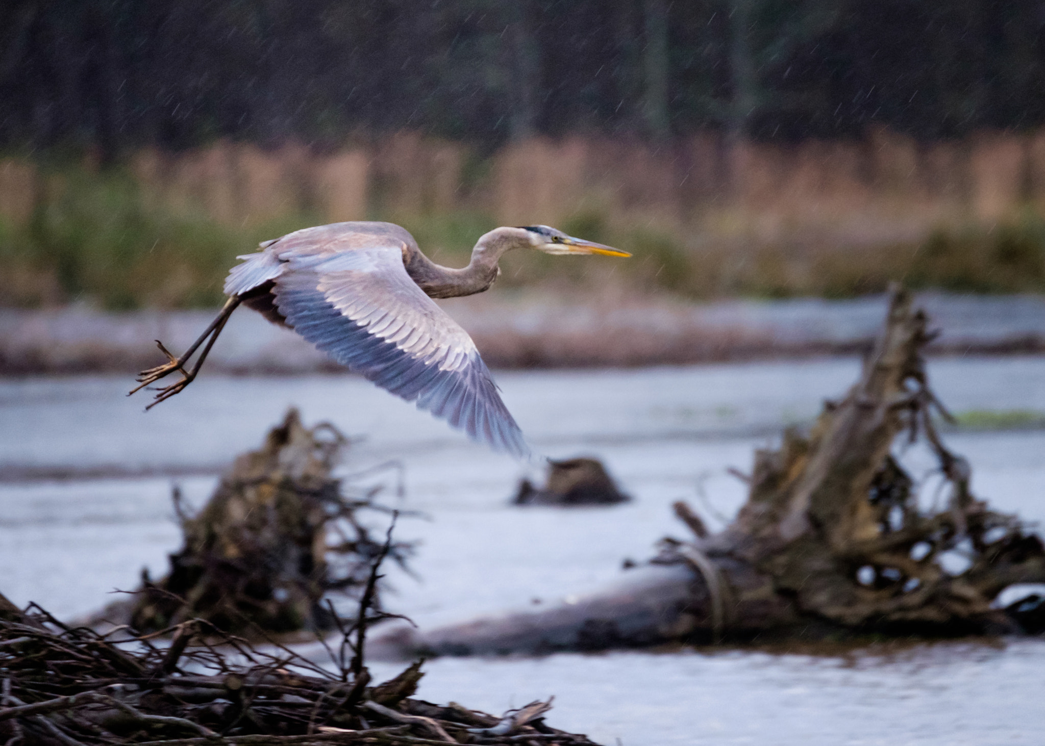 Fujifilm XF 100-400mm F4.5-5.6 R LM OIS WR sample photo. Great blue heron photography